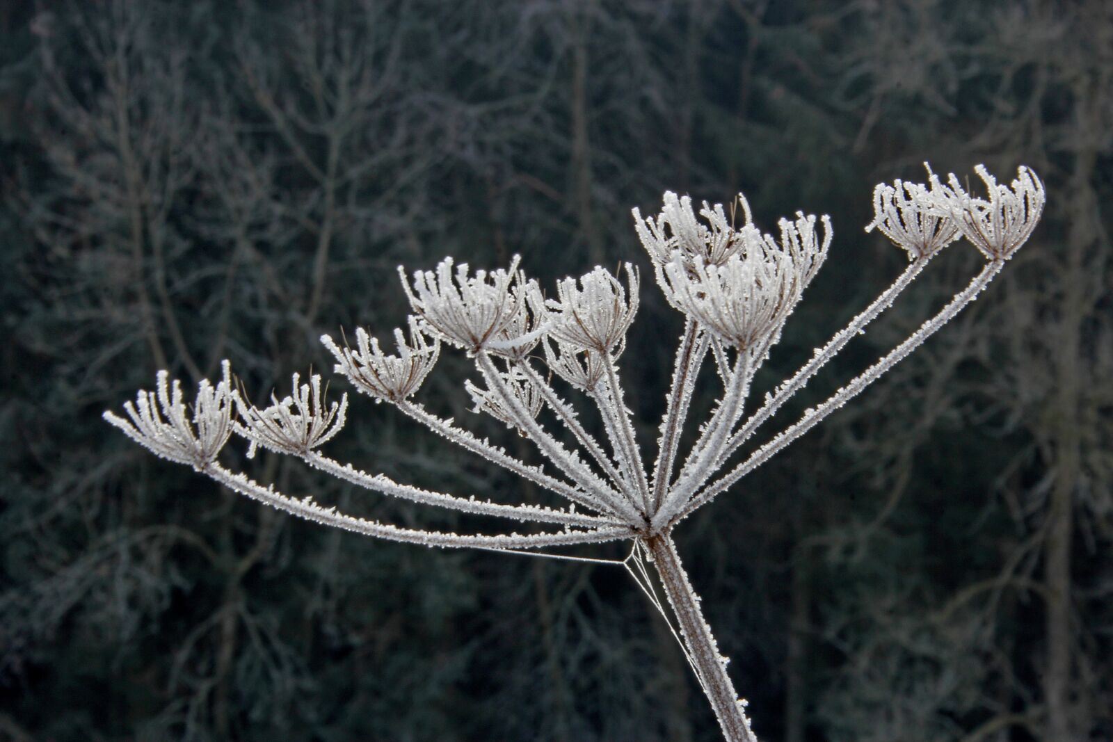 Canon EOS 60D sample photo. Frost, cold, nature photography