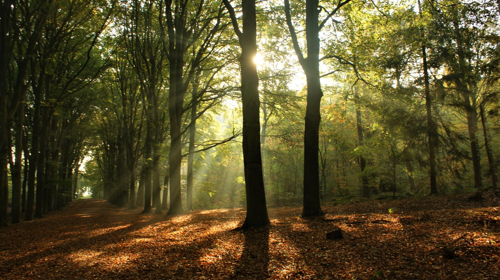 Sony Alpha DSLR-A350 sample photo. Forest, sun rays, sunrise photography