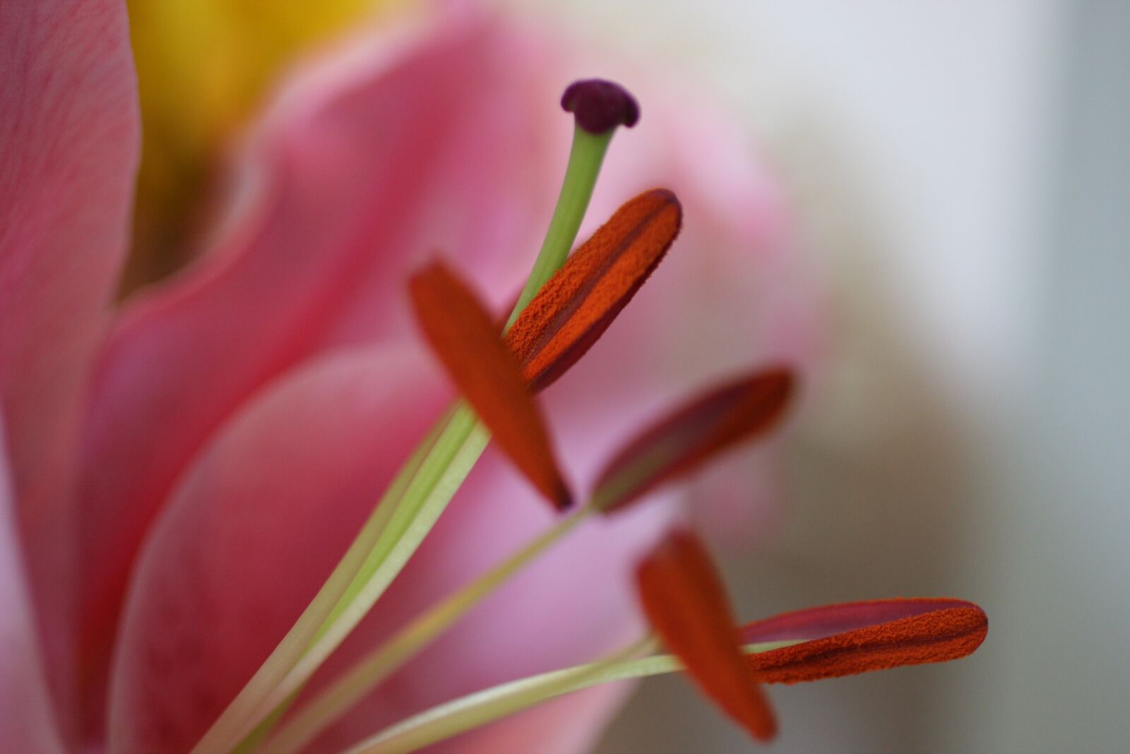 Canon EOS 40D sample photo. Inside flower, macro, stamen photography