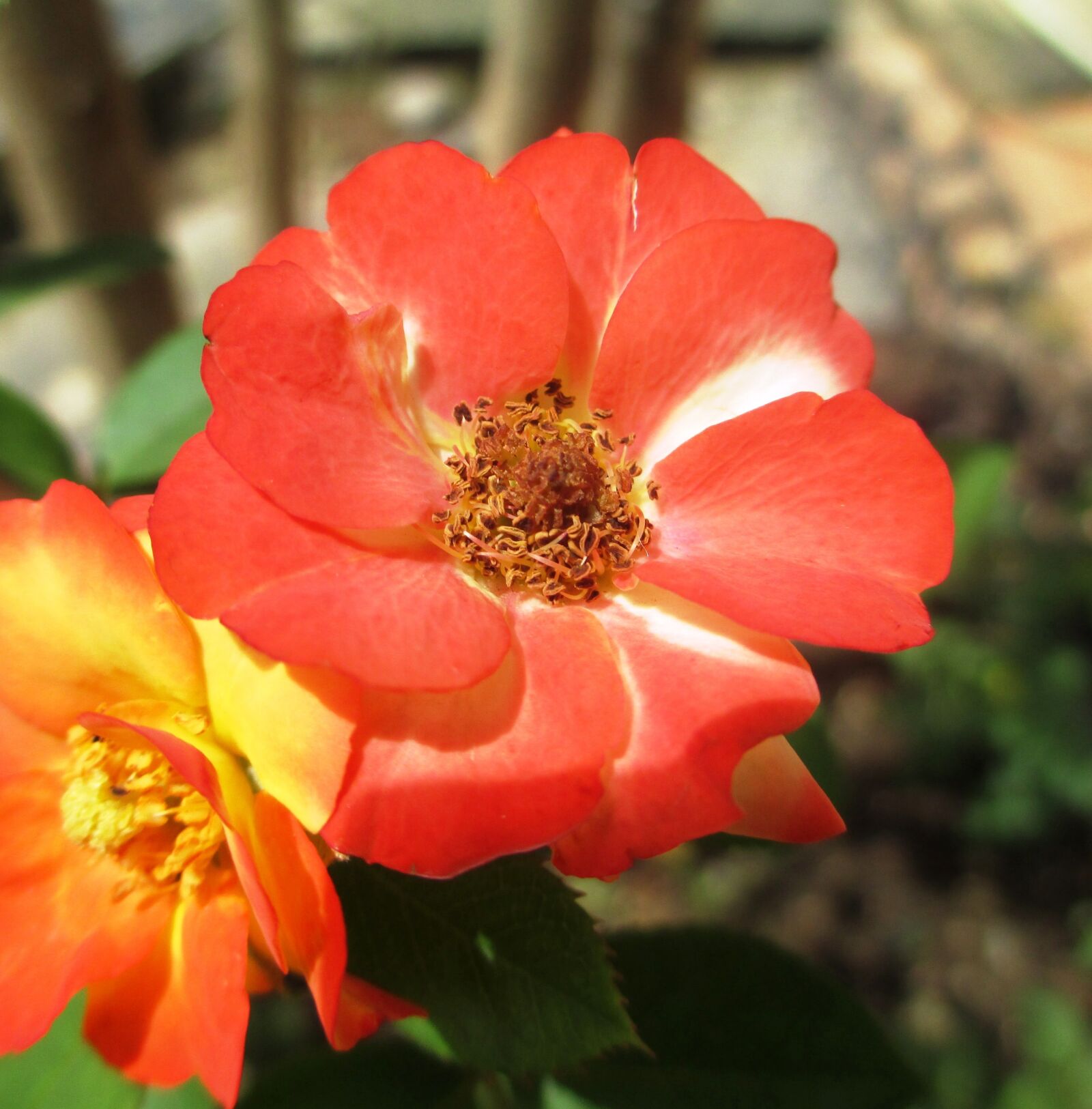 Canon PowerShot A4000 IS sample photo. Rose, orange, flowers photography