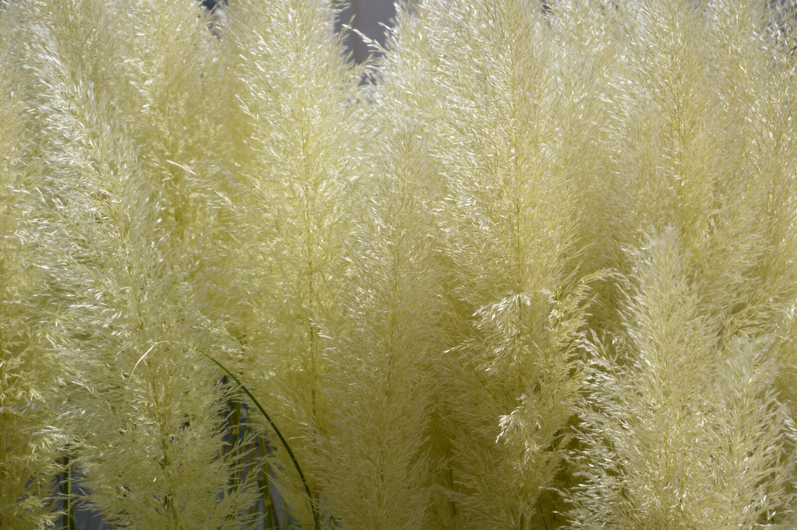 Nikon D3200 sample photo. Grasses, green, nature photography