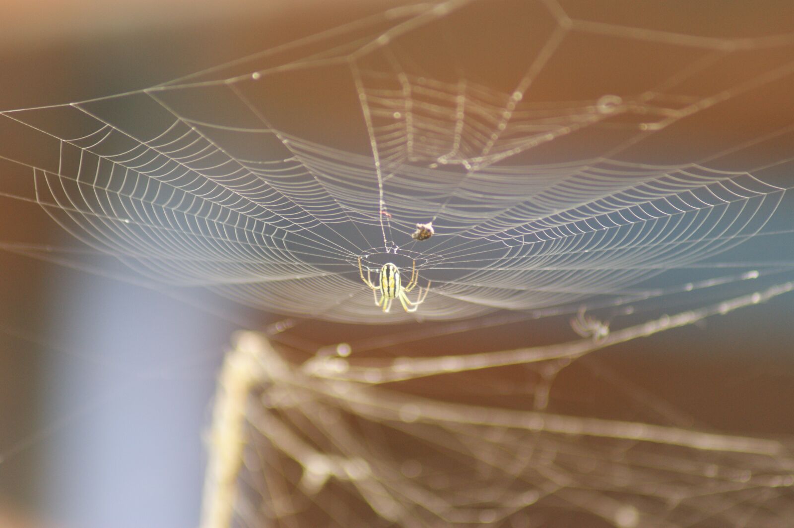 Sony Alpha DSLR-A390 sample photo. Nature, in, the photography