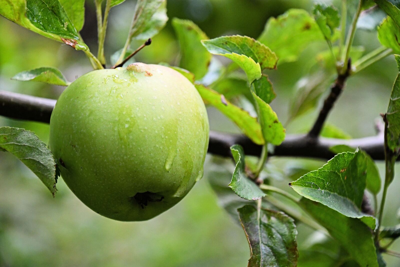 Nikon D500 sample photo. Apple, green, fruit photography