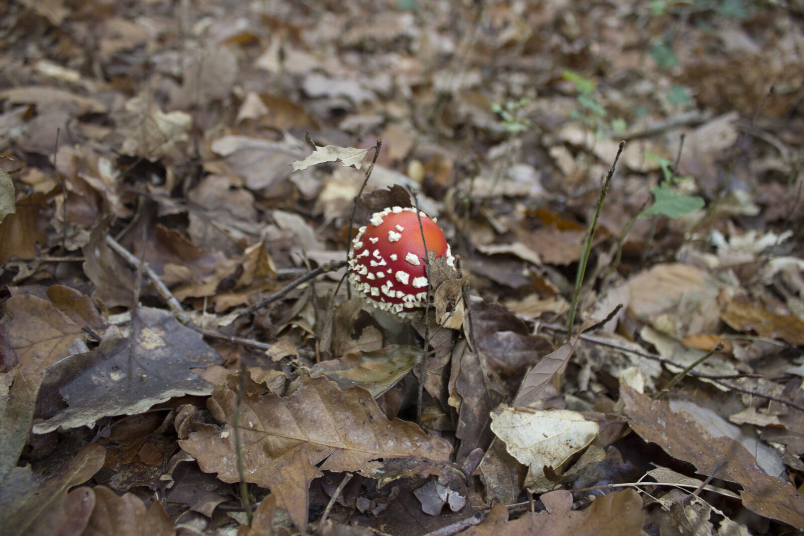 Canon EOS 600D (Rebel EOS T3i / EOS Kiss X5) sample photo. Autumn, leaves, dried, leaves photography
