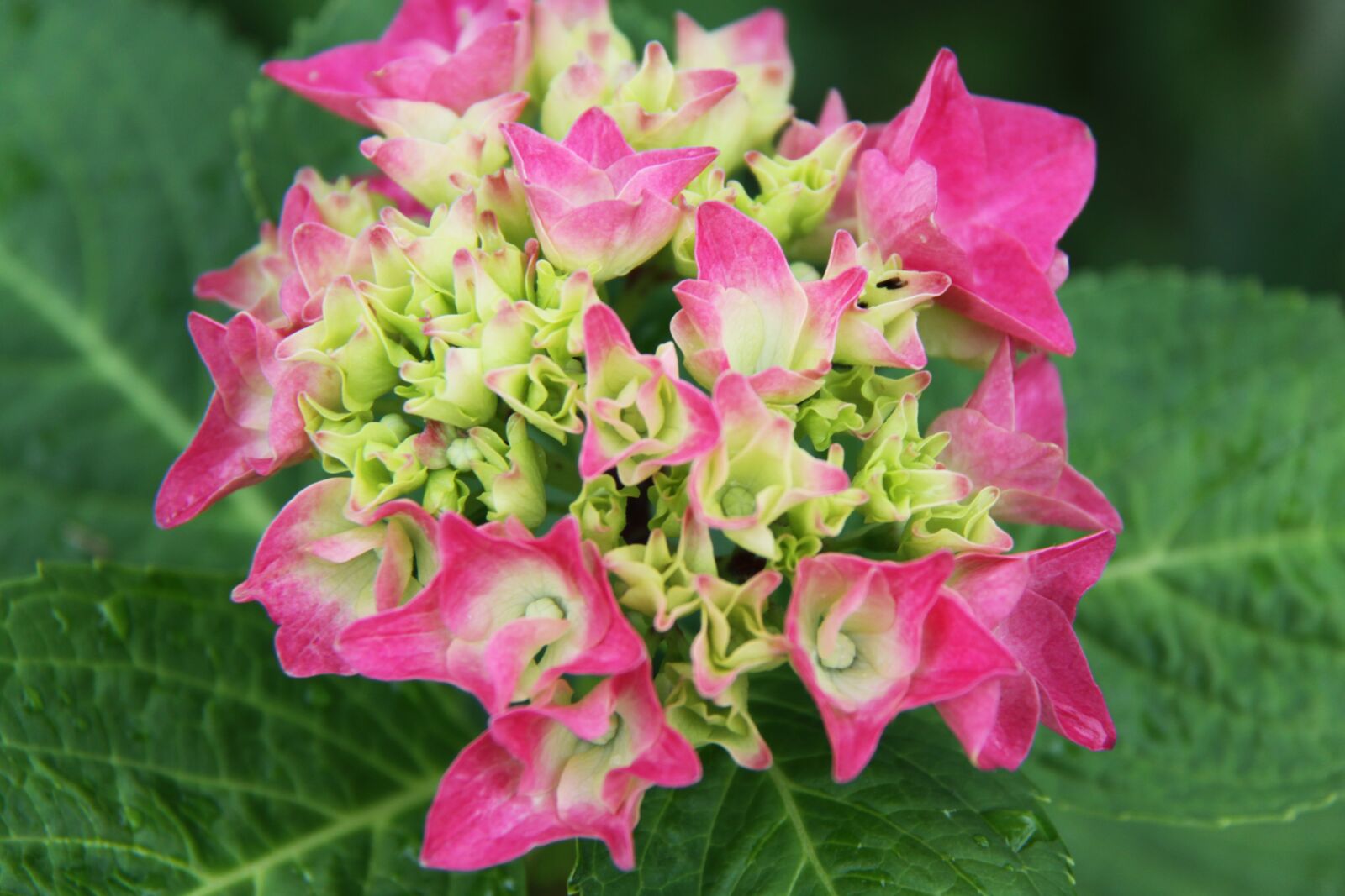 Canon EOS 50D sample photo. Flower, pink, japan photography