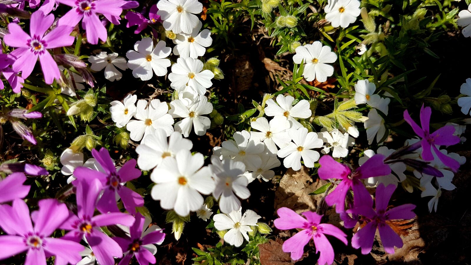 Samsung Galaxy S7 sample photo. Flower, garden, nature photography