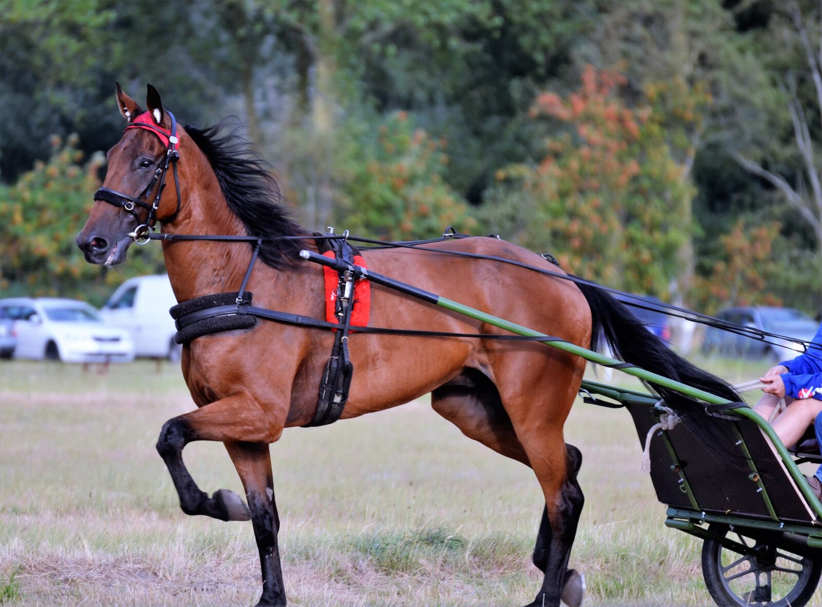 Nikon D5100 sample photo. Traber, racing, rennsulky photography