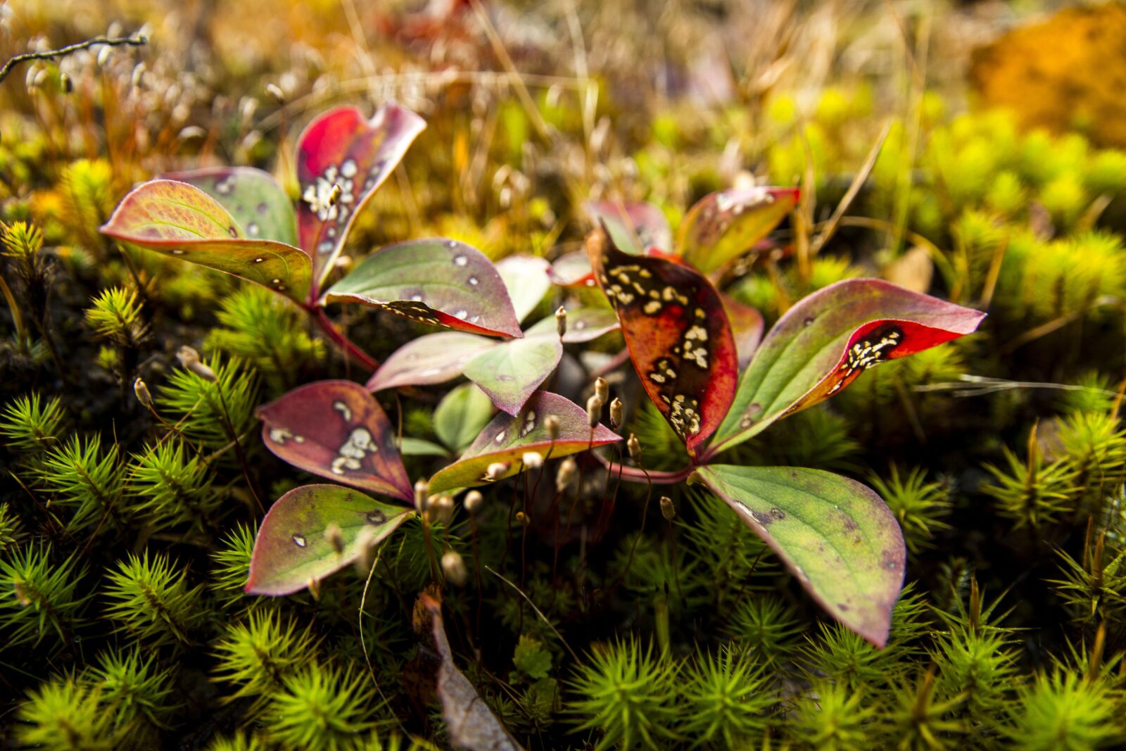 Canon EOS 700D (EOS Rebel T5i / EOS Kiss X7i) sample photo. Forest, foam, green photography