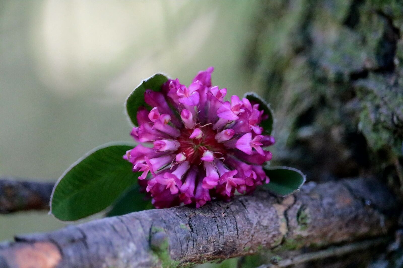 Canon EOS 750D (EOS Rebel T6i / EOS Kiss X8i) sample photo. Nature, flower, plant photography