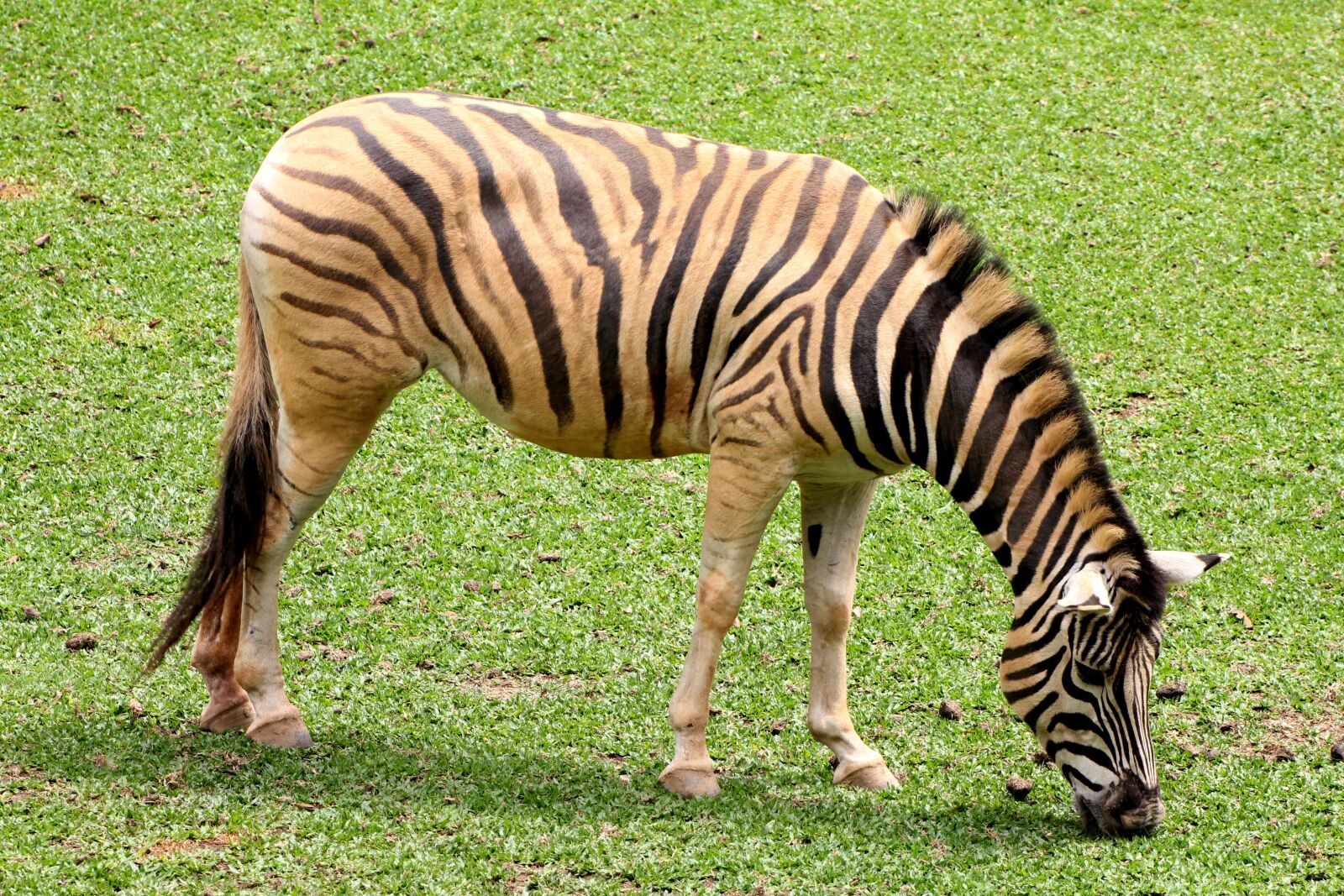Canon EOS 550D (EOS Rebel T2i / EOS Kiss X4) sample photo. Zebra, animal, striped photography