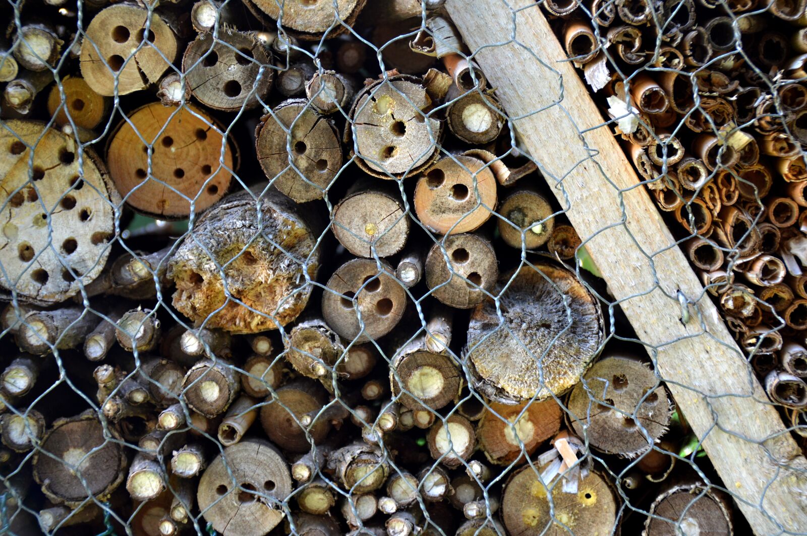 Nikon D3200 sample photo. Insects hotel, wasp building photography