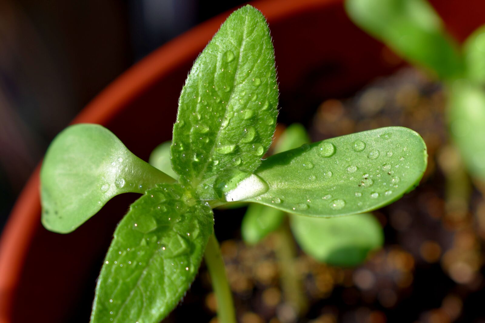 Nikon D3400 sample photo. Sheet, plant, macro photography