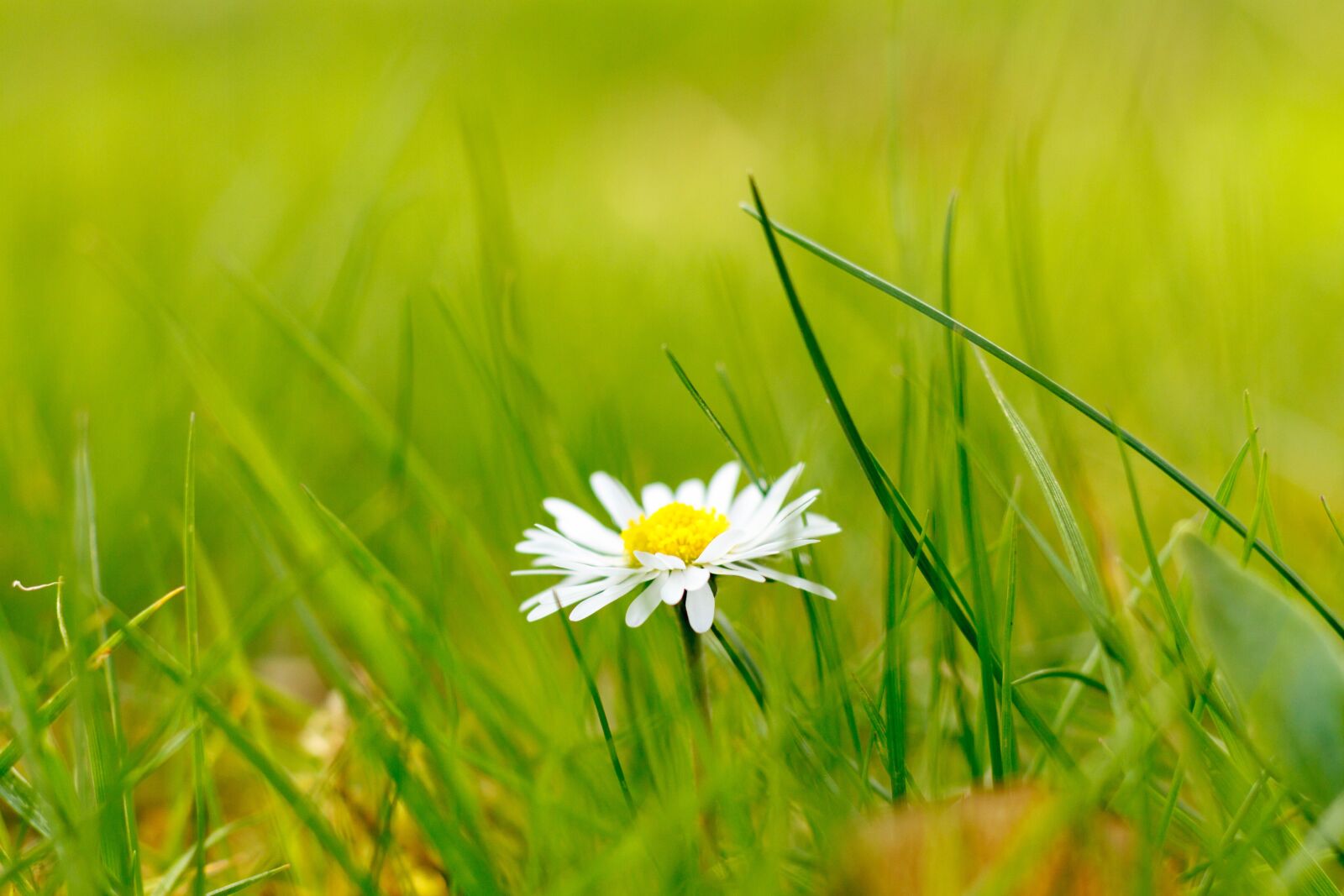 Canon EF 50mm F1.8 STM sample photo. Daisy, grass, flower photography