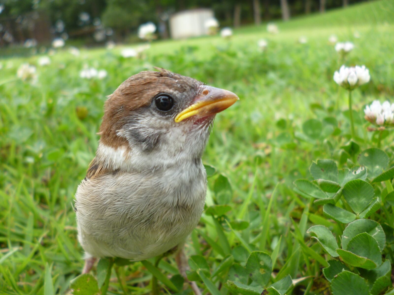 Panasonic DMC-S2 sample photo. Bird, sparrow, cute photography
