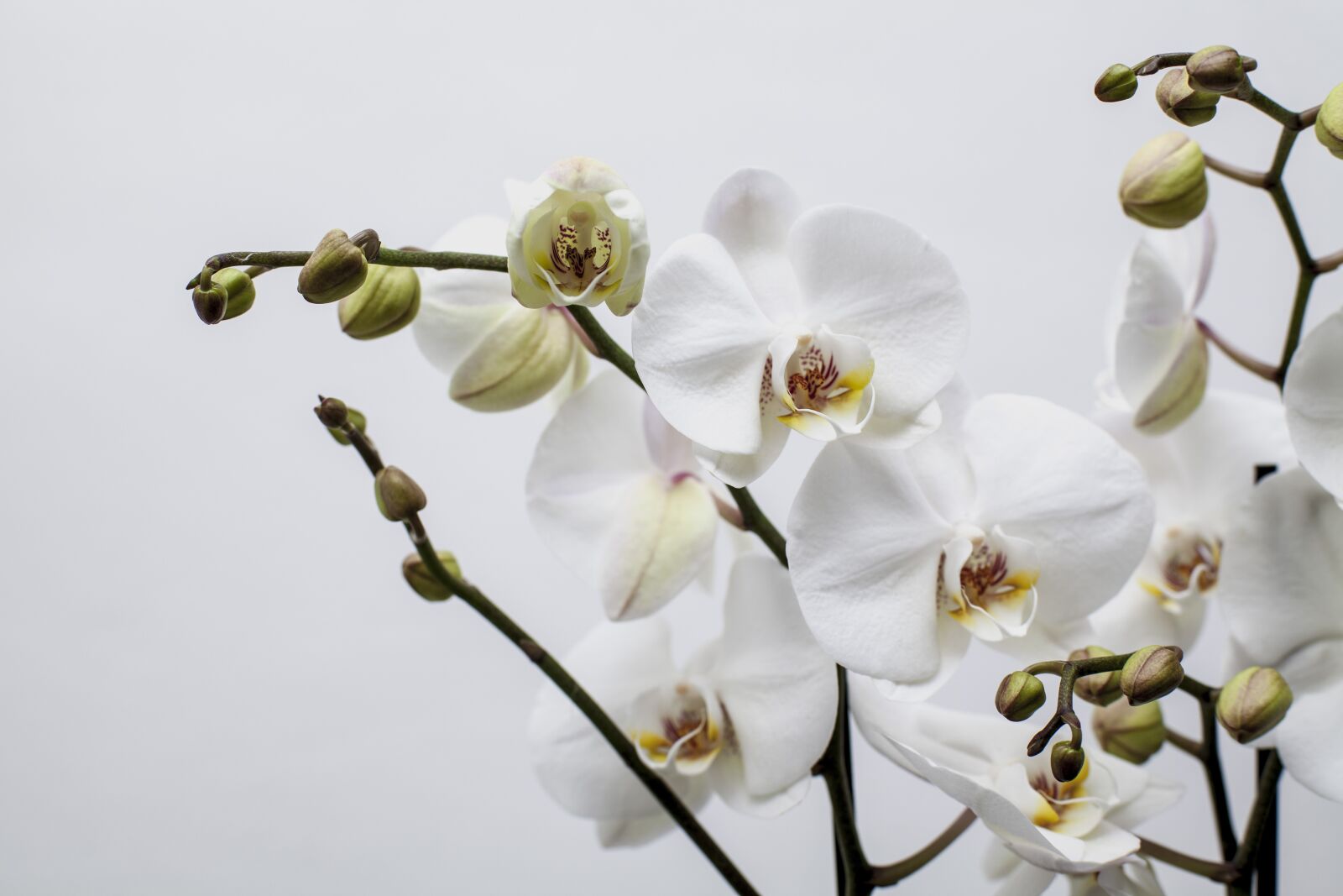 ZEISS Planar T* 50mm F1.4 sample photo. Flower, orchid, blossom photography