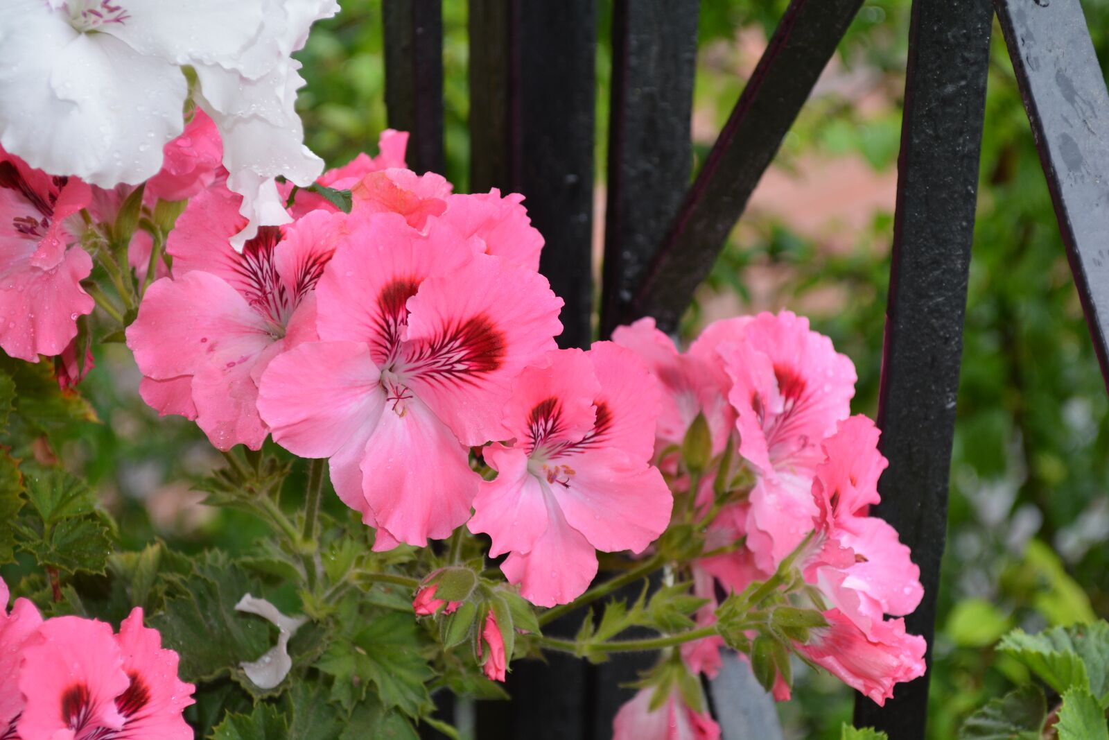 Nikon D5200 sample photo. Pink, natural, purple photography