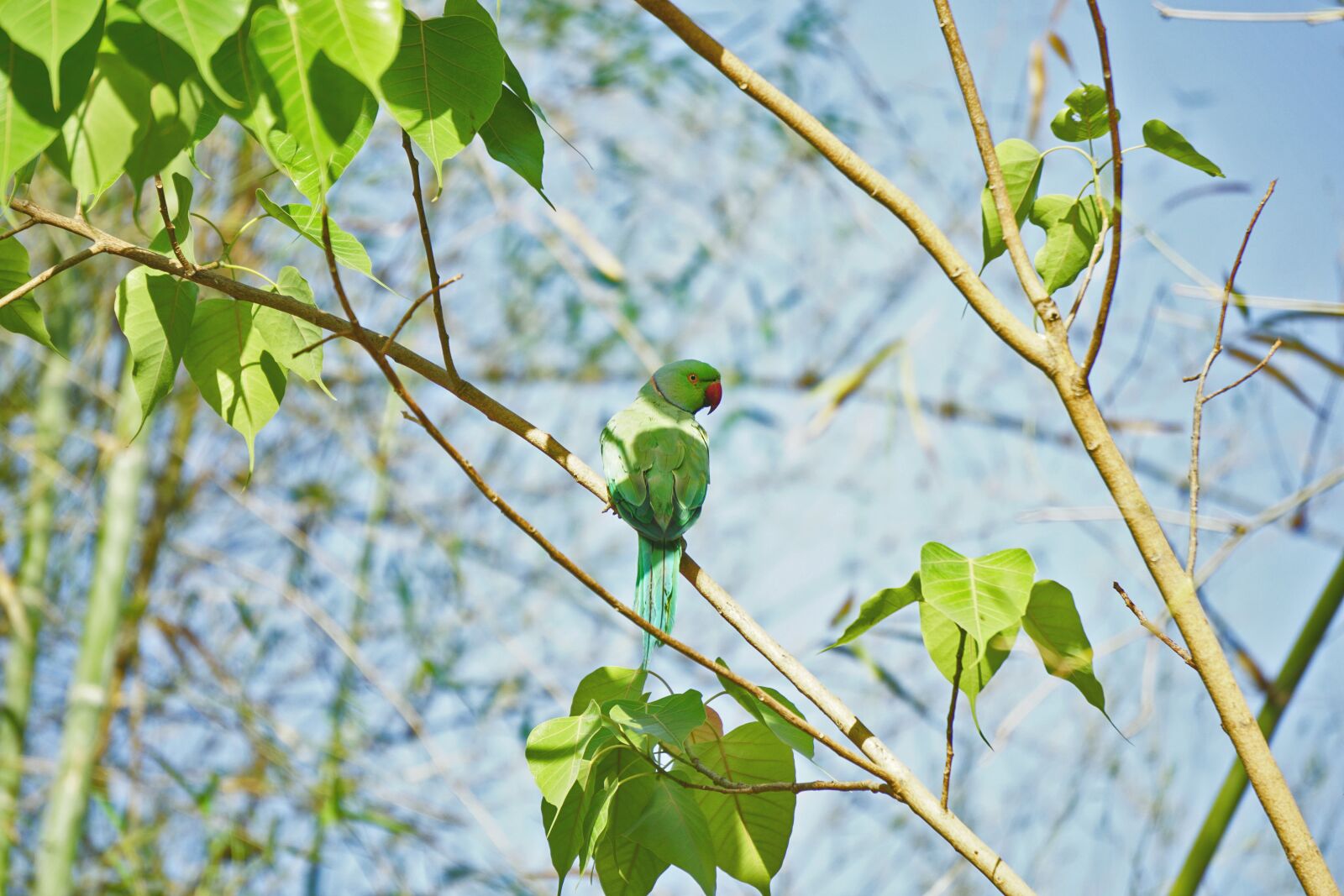Sony a6000 sample photo. Indian, parrot, green parrot photography