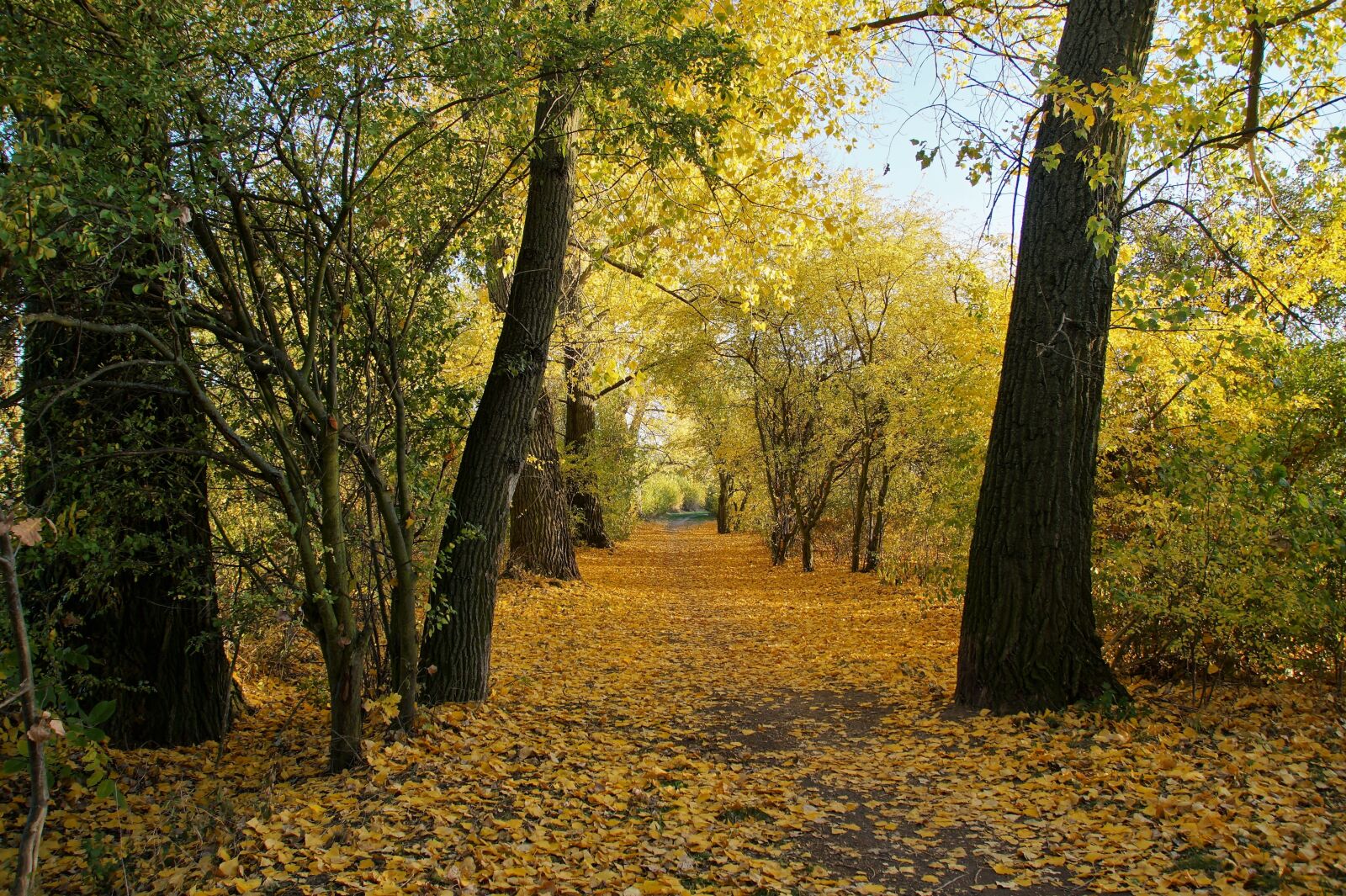 Sony SLT-A58 sample photo. Autumn, yellow, path photography