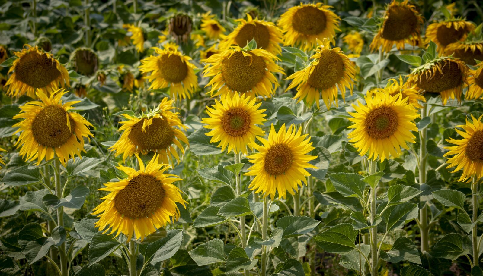 Canon EOS 1300D (EOS Rebel T6 / EOS Kiss X80) sample photo. Summer, sunflower, yellow photography