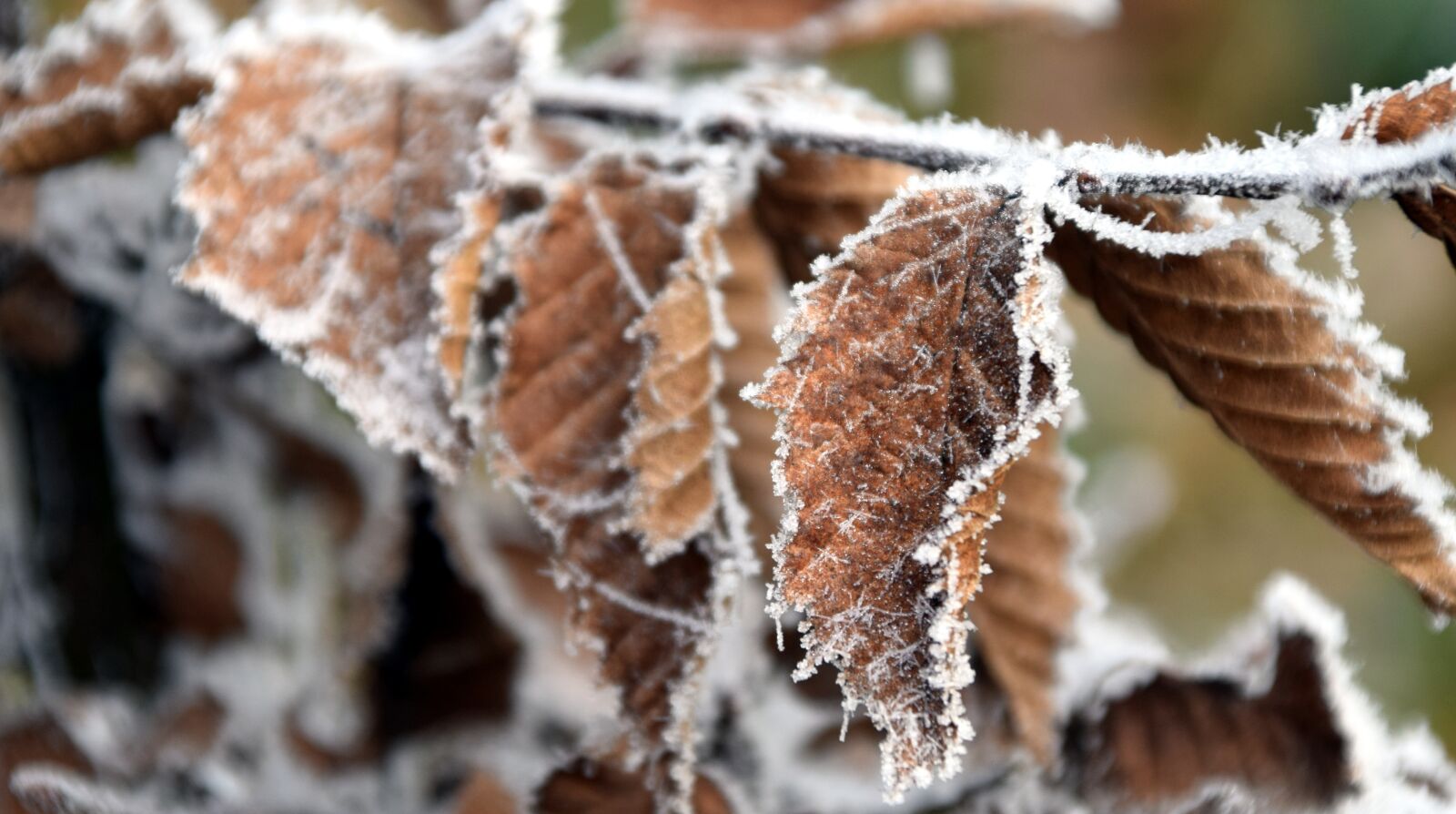 Nikon D3300 sample photo. Leaf, frost, nature photography