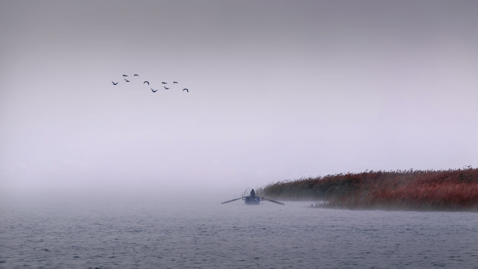 Nikon D5300 sample photo. Fisher, birds, lake photography