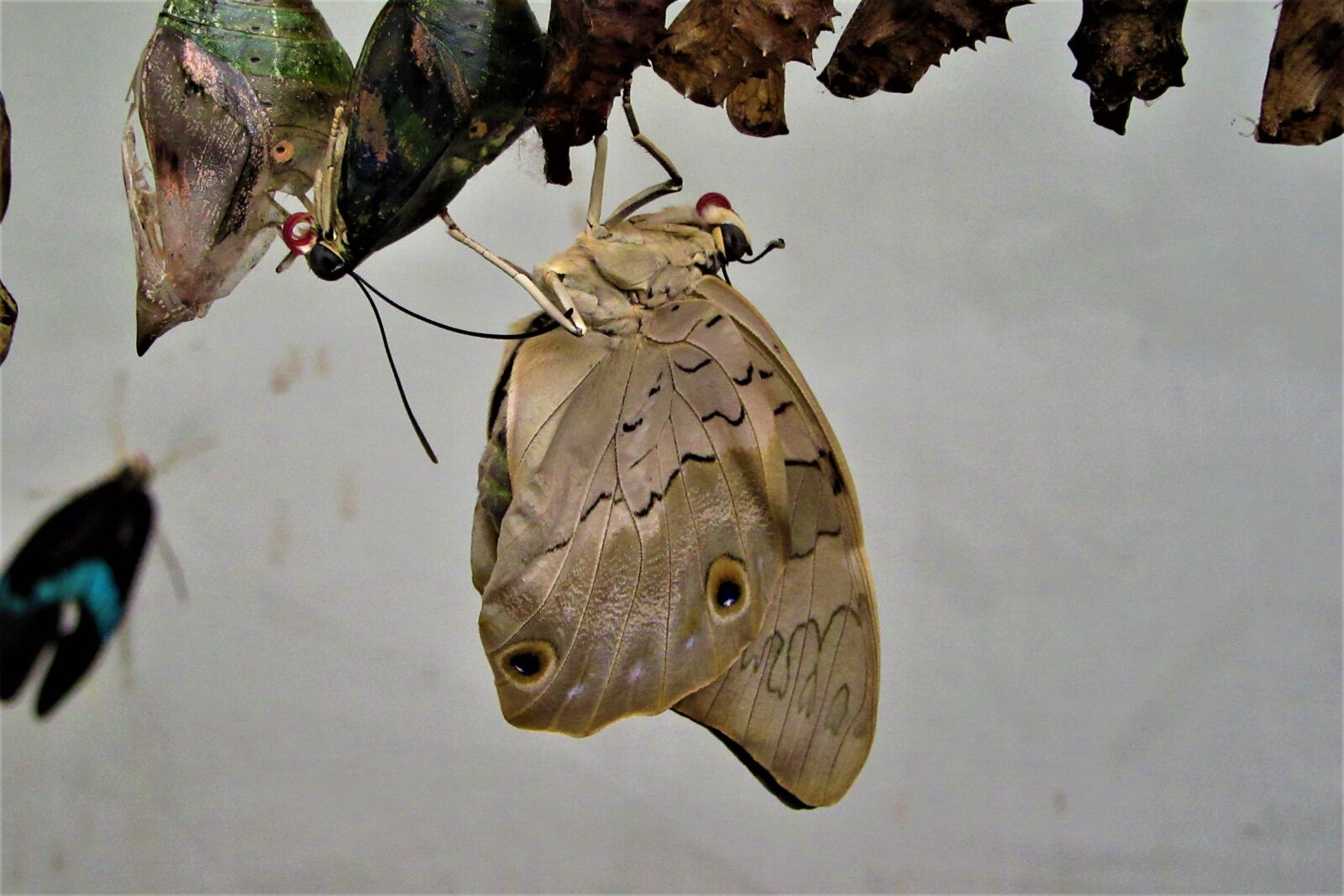 Canon PowerShot SX610 HS sample photo. Reveal, butterfly, bug photography