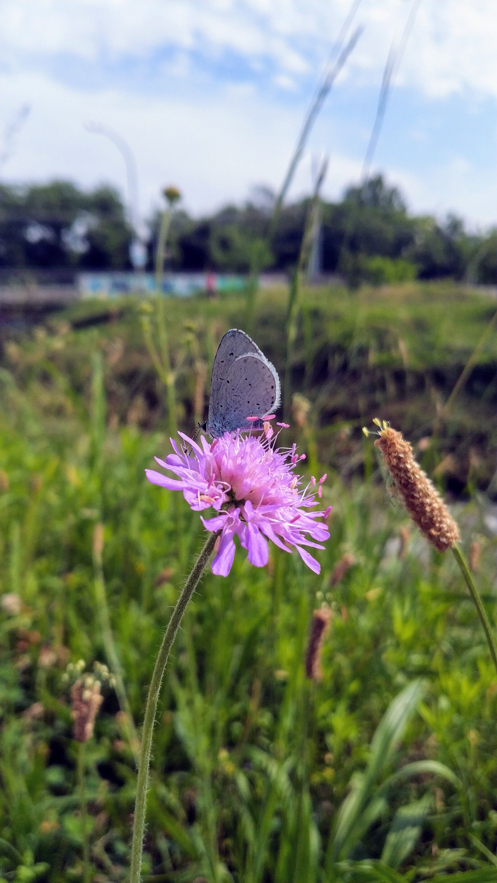 Xiaomi Mi MIX 2 sample photo. Flower, butterfly, nature photography