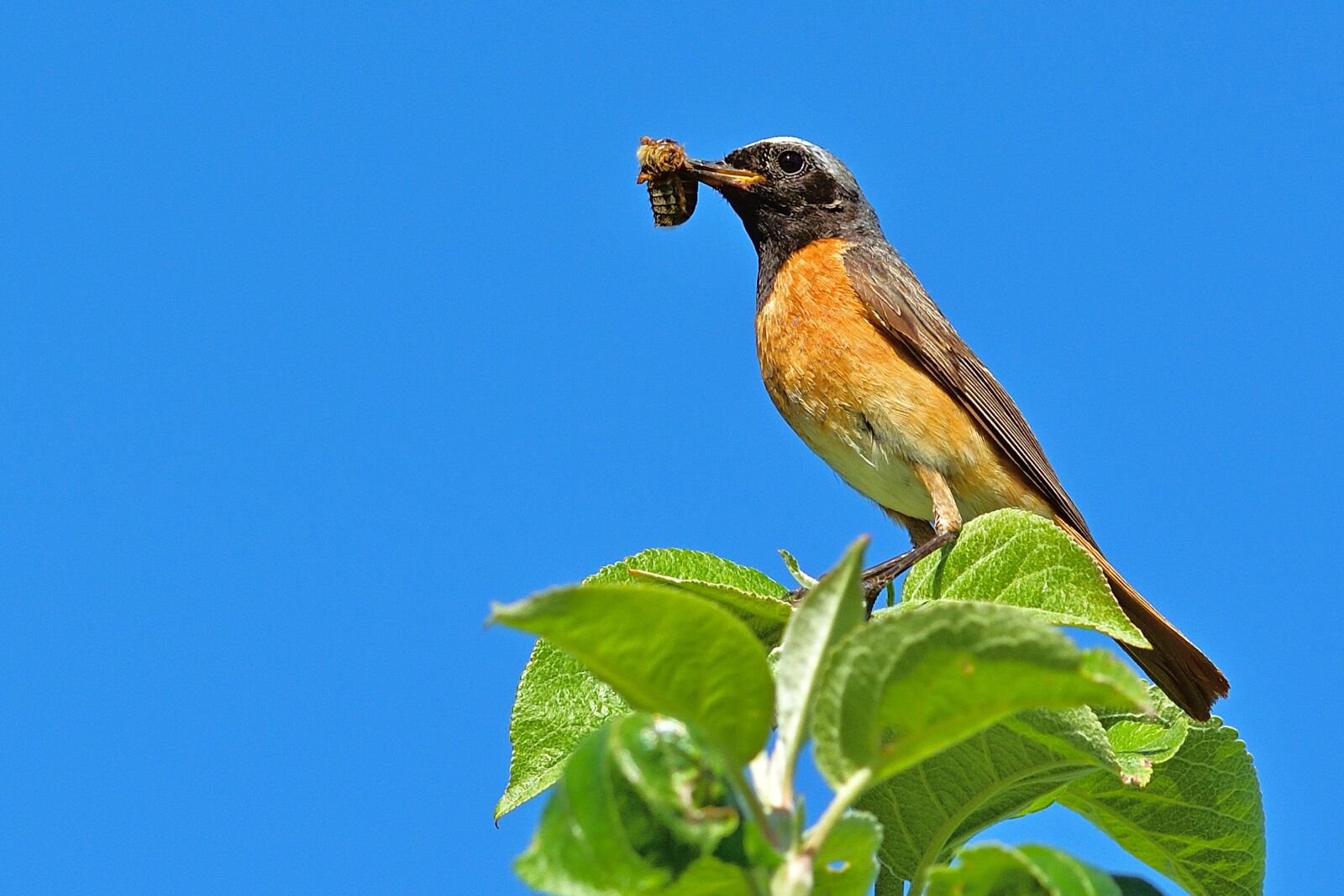 Nikon D5200 sample photo. Bird, common redstart, males photography