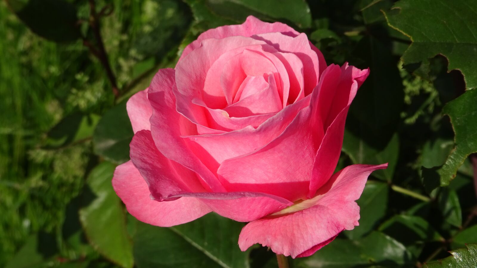 Sony Cyber-shot DSC-WX350 sample photo. Roses, flowers, red rose photography