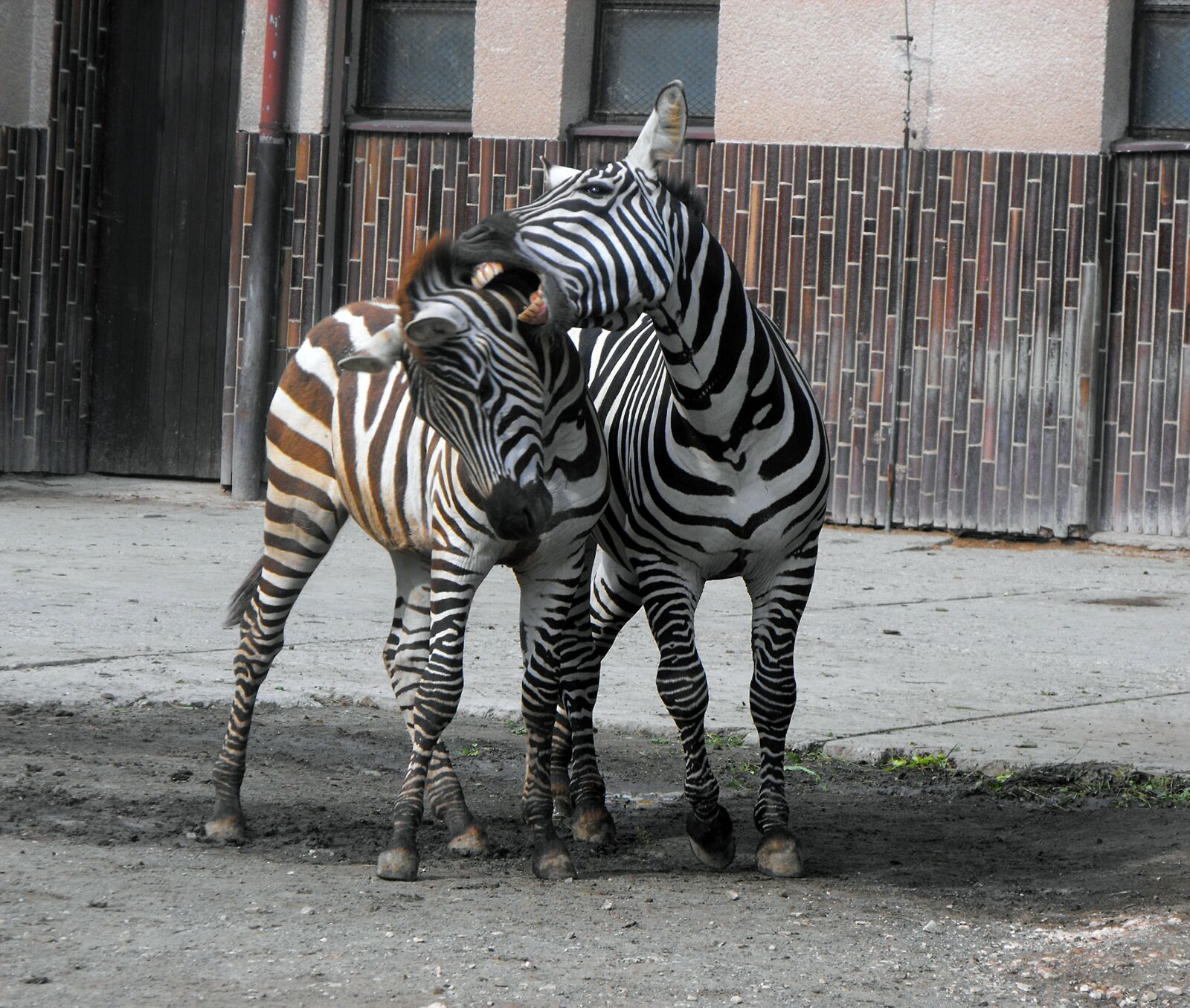 Fujifilm FinePix S1000fd sample photo. Zebra, the zoo, stripes photography