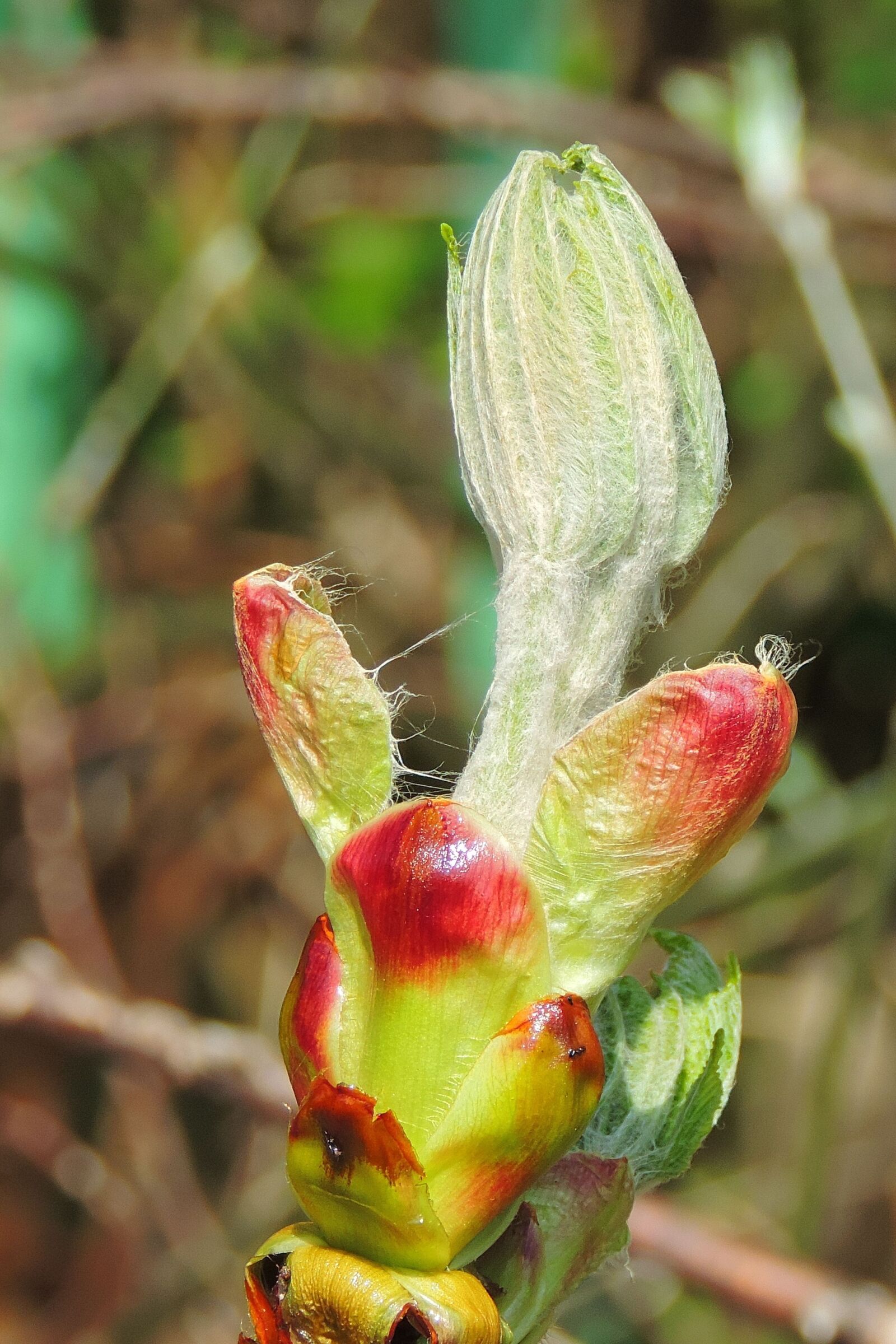 Nikon Coolpix P520 sample photo. Engine, foliation, nature photography