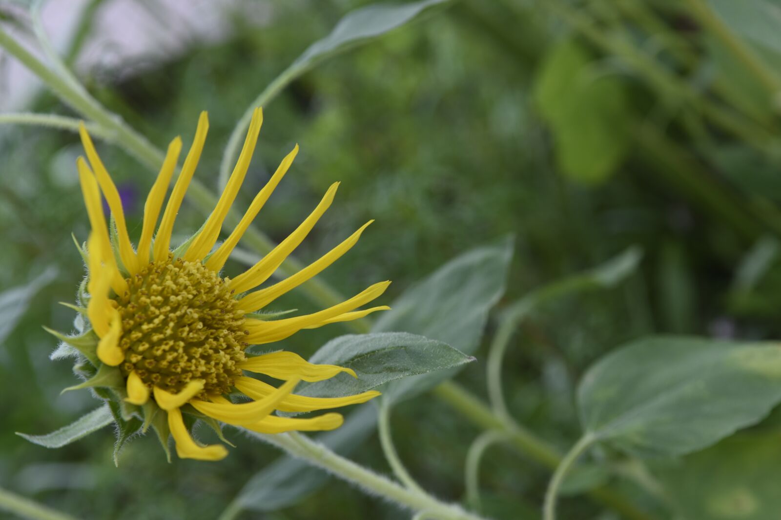 Nikon D7200 sample photo. Sunflower, sun, sunshine photography