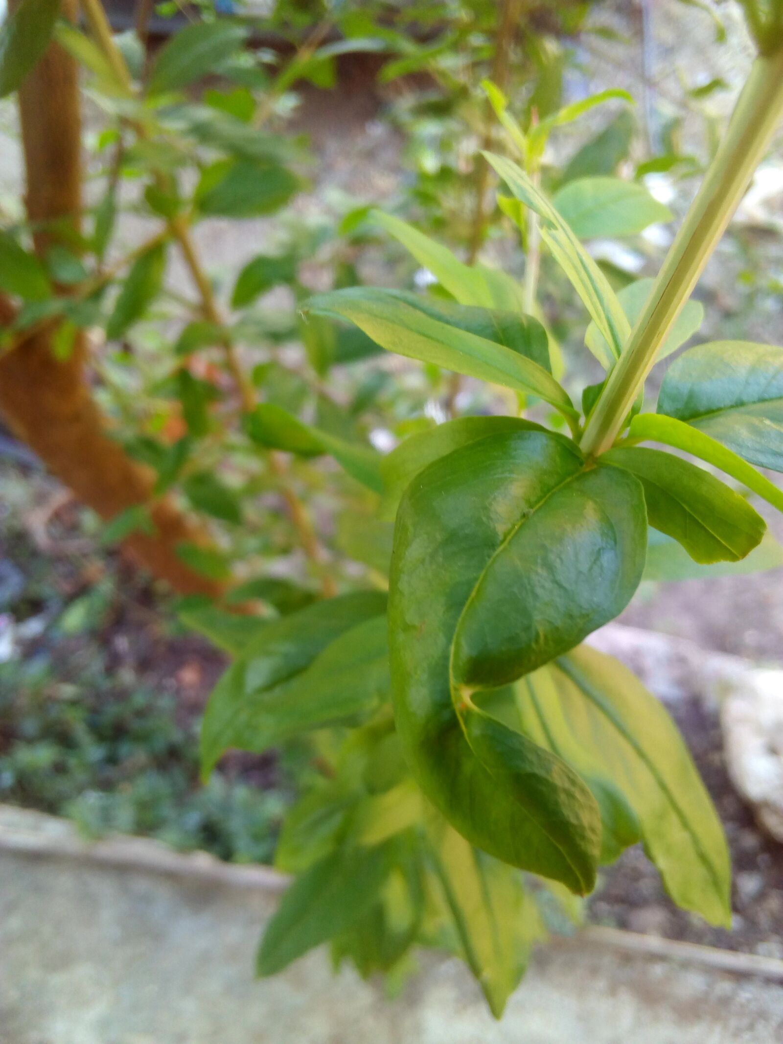 HUAWEI Y3III sample photo. Green plant, tall plant photography