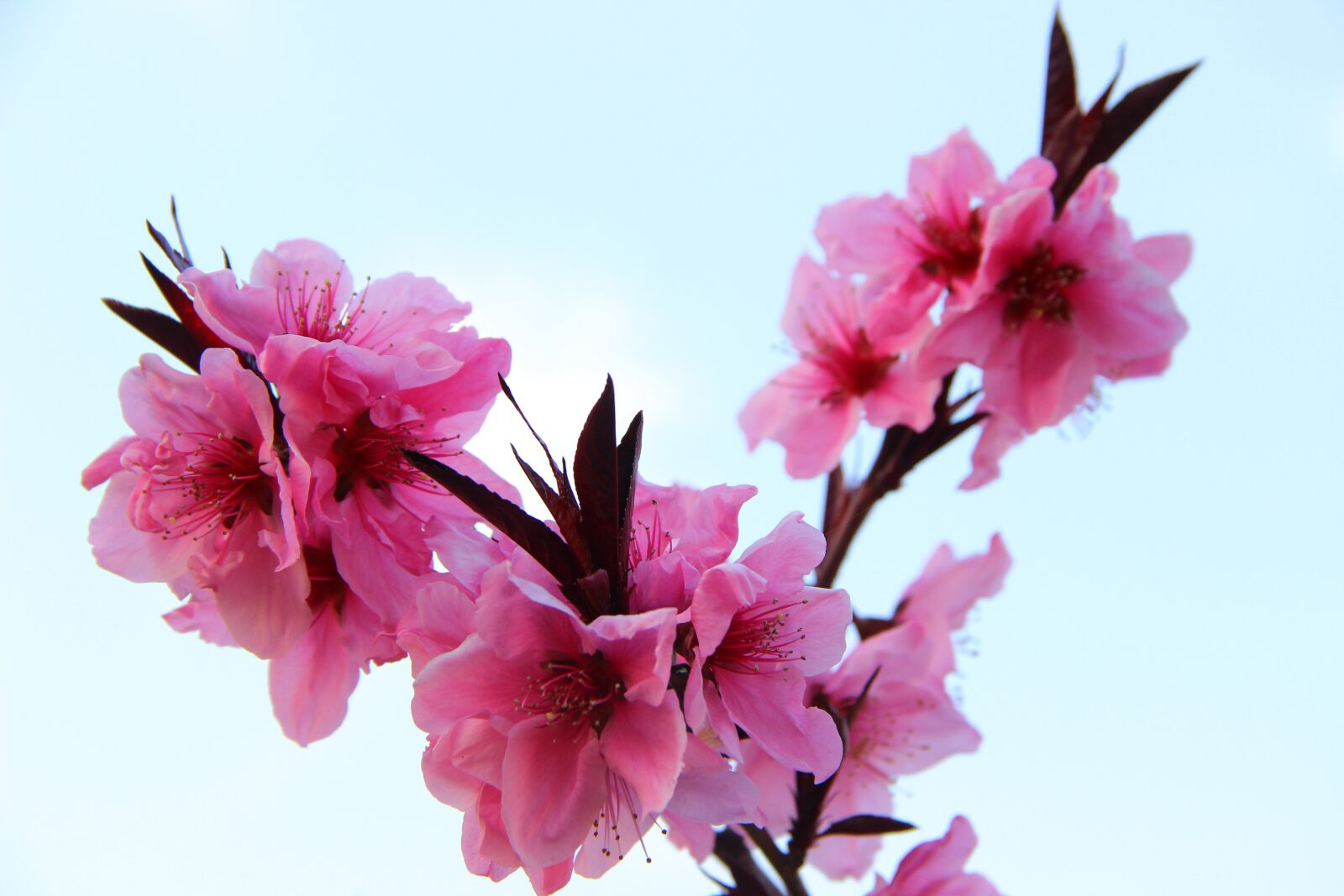Canon EF-S 18-135mm F3.5-5.6 IS sample photo. Peach blossom, spring, pink photography