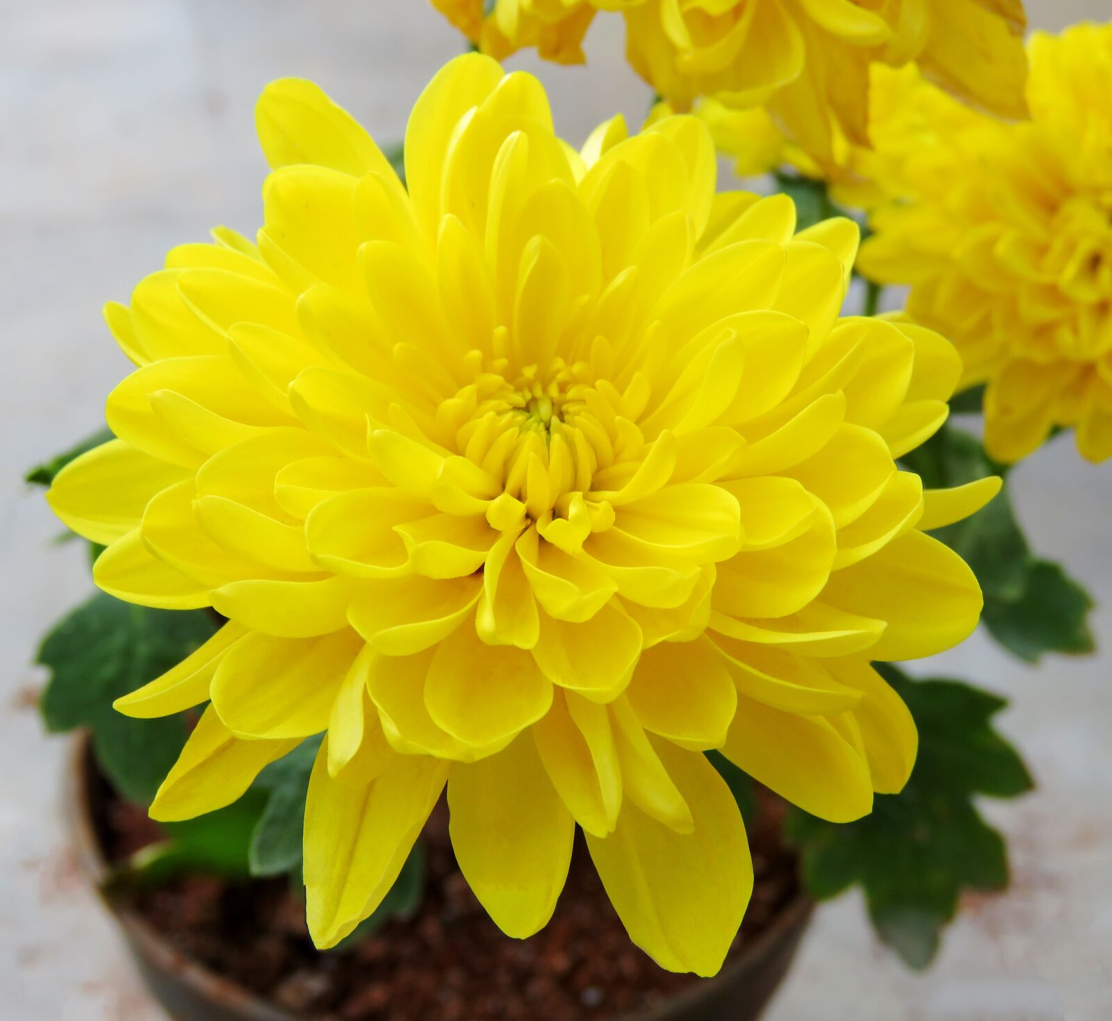 Canon PowerShot SX60 HS sample photo. Yellow flower, flower, yellow photography