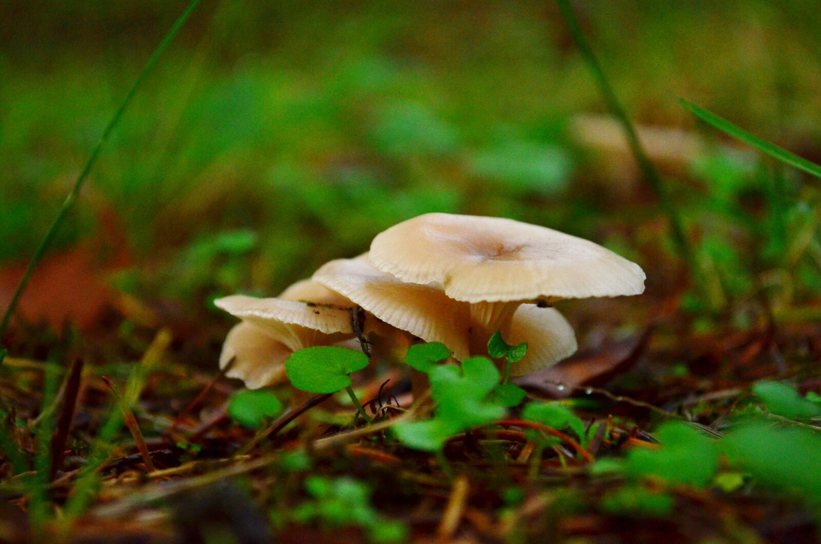 Nikon D5100 sample photo. Mushroom, moss, plant photography