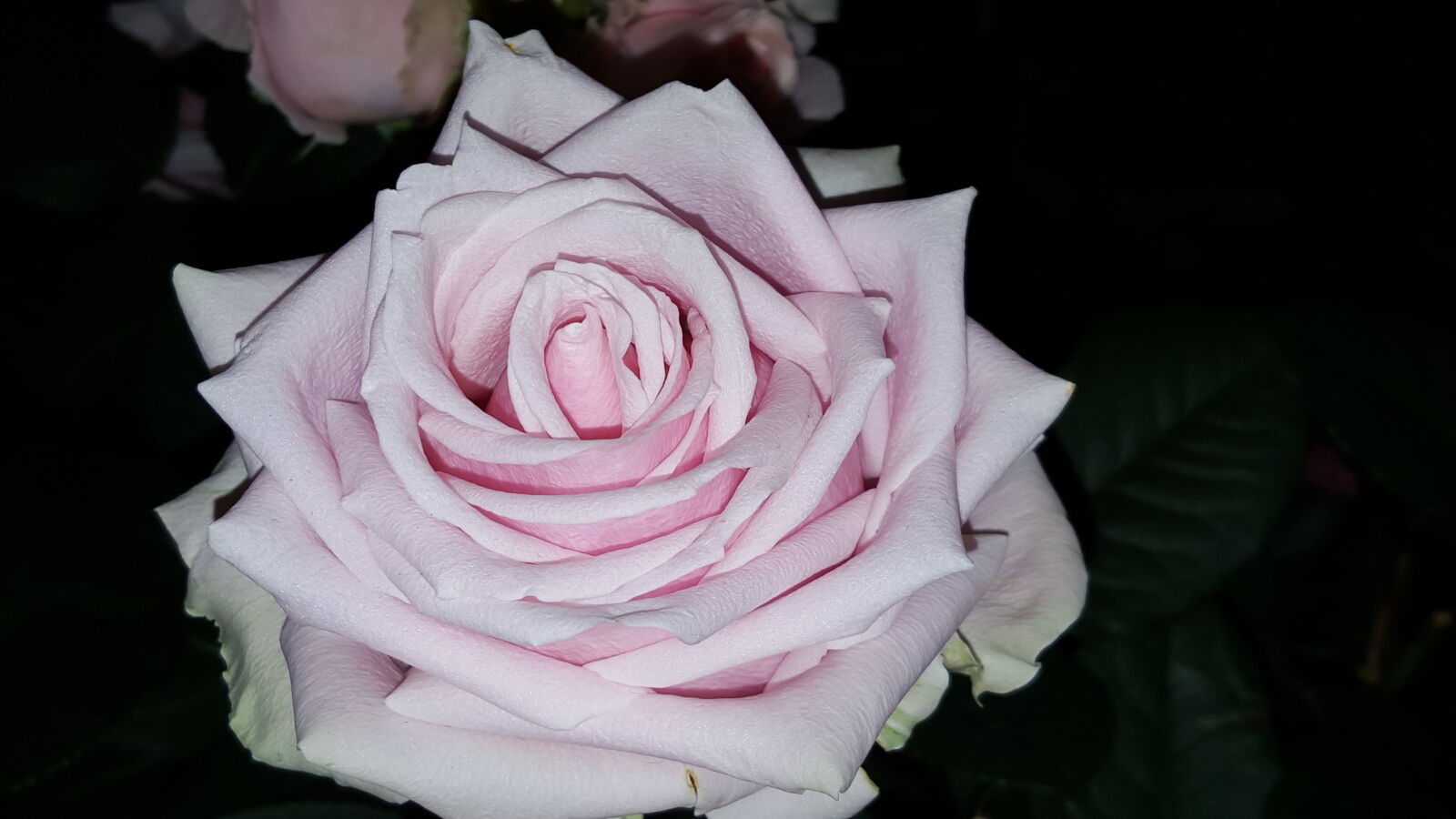 Samsung Galaxy S6 sample photo. Pink, rose photography
