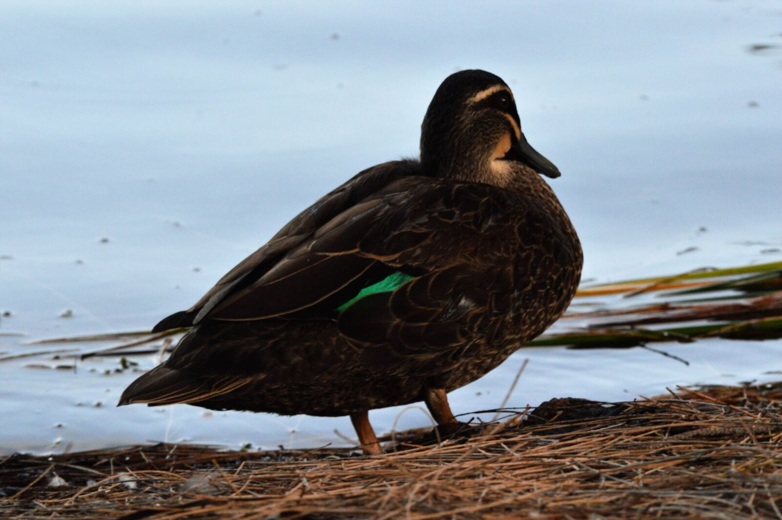 Nikon D3200 sample photo. Duck, nature, animal photography