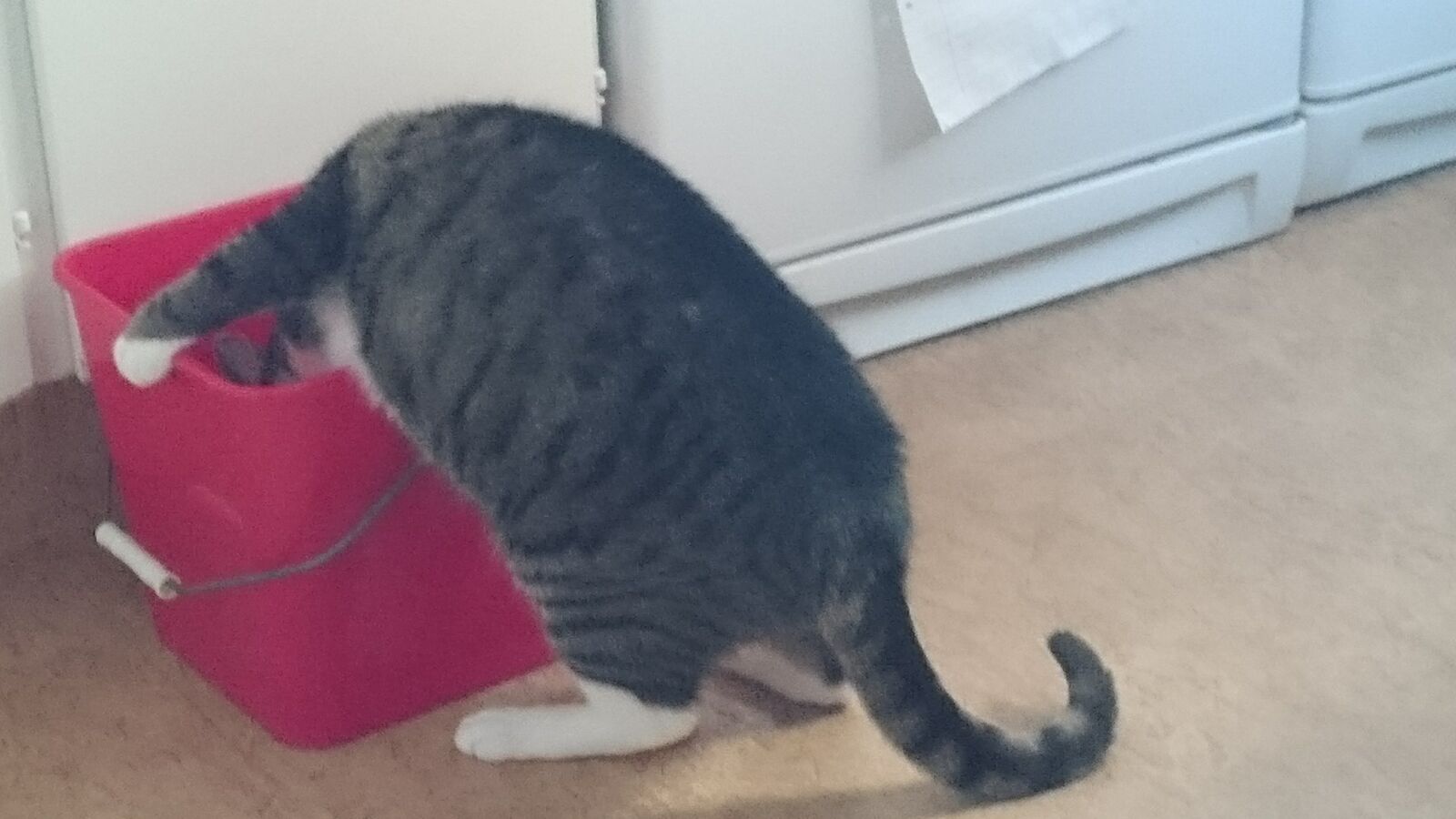 Sony Xperia Z3 sample photo. Bucket, cat, kitchen, mischievous photography