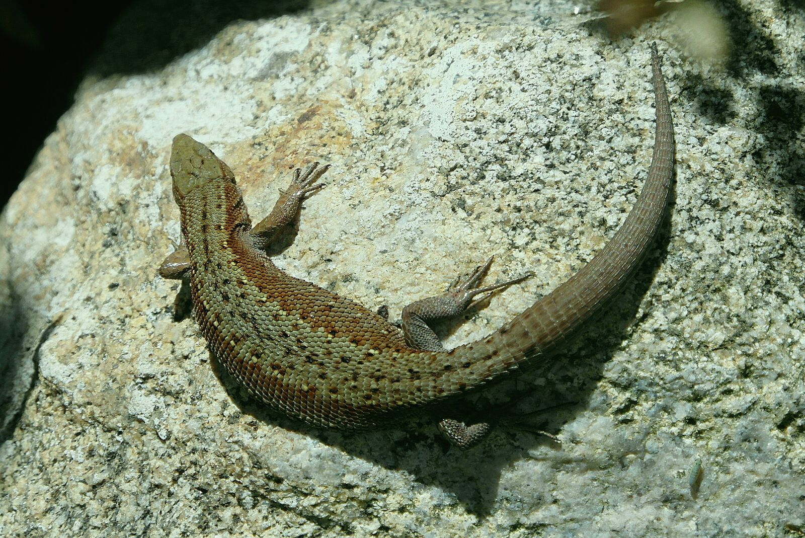 Samsung WB750 sample photo. The lizard, gad, embellished photography