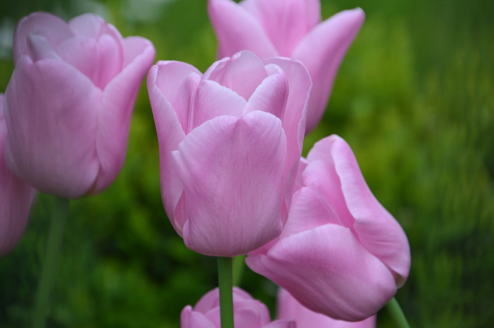 Nikon D3200 sample photo. Flower, plants, garden photography