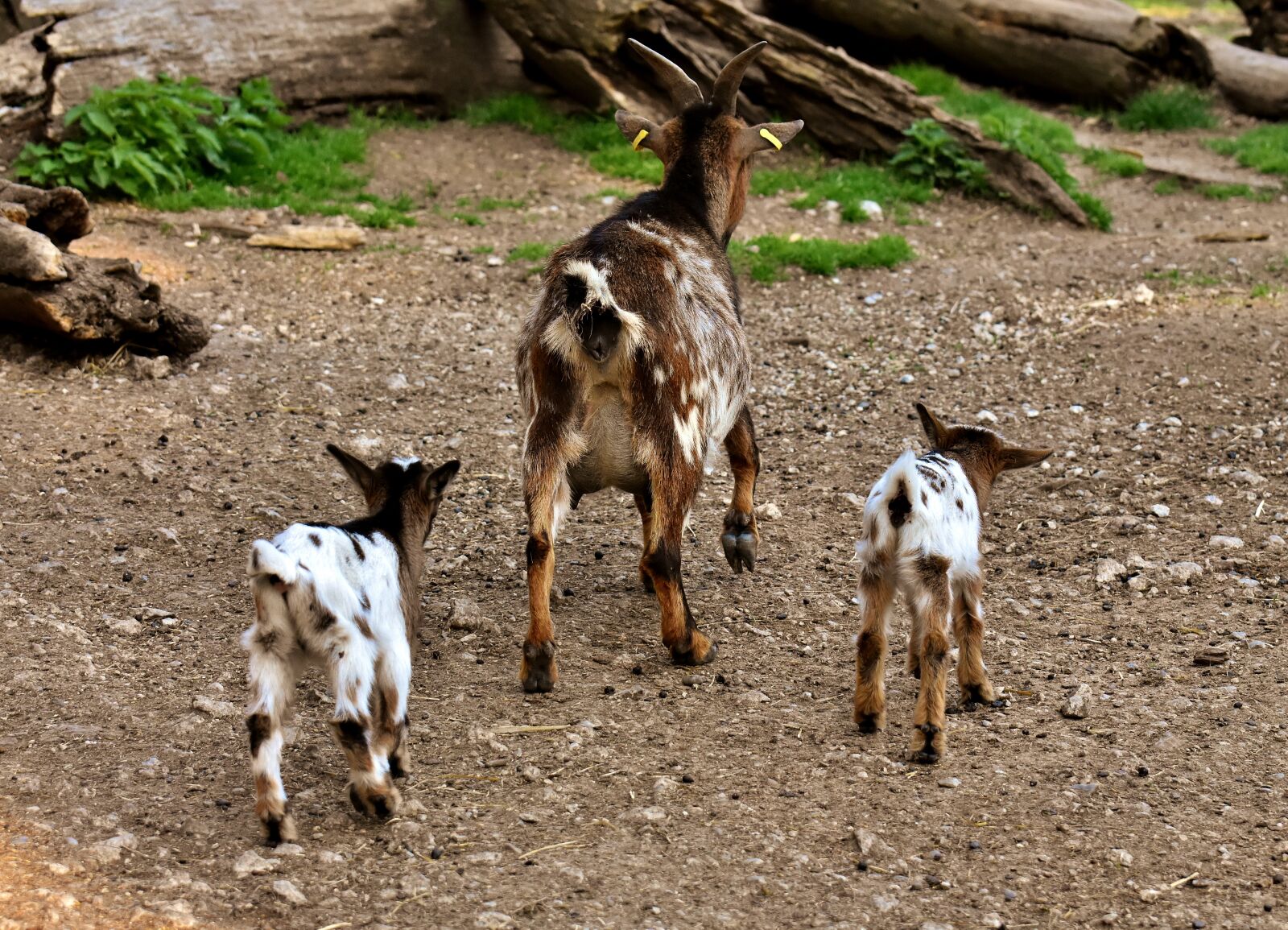 Nikon D7200 sample photo. Goats, mom young animals photography