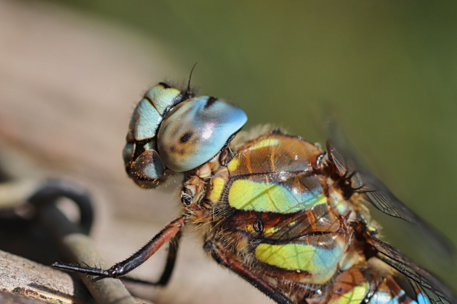 Tamron SP 90mm F2.8 Di VC USD 1:1 Macro sample photo. Dragonfly, insect, blue-green maidenhead photography