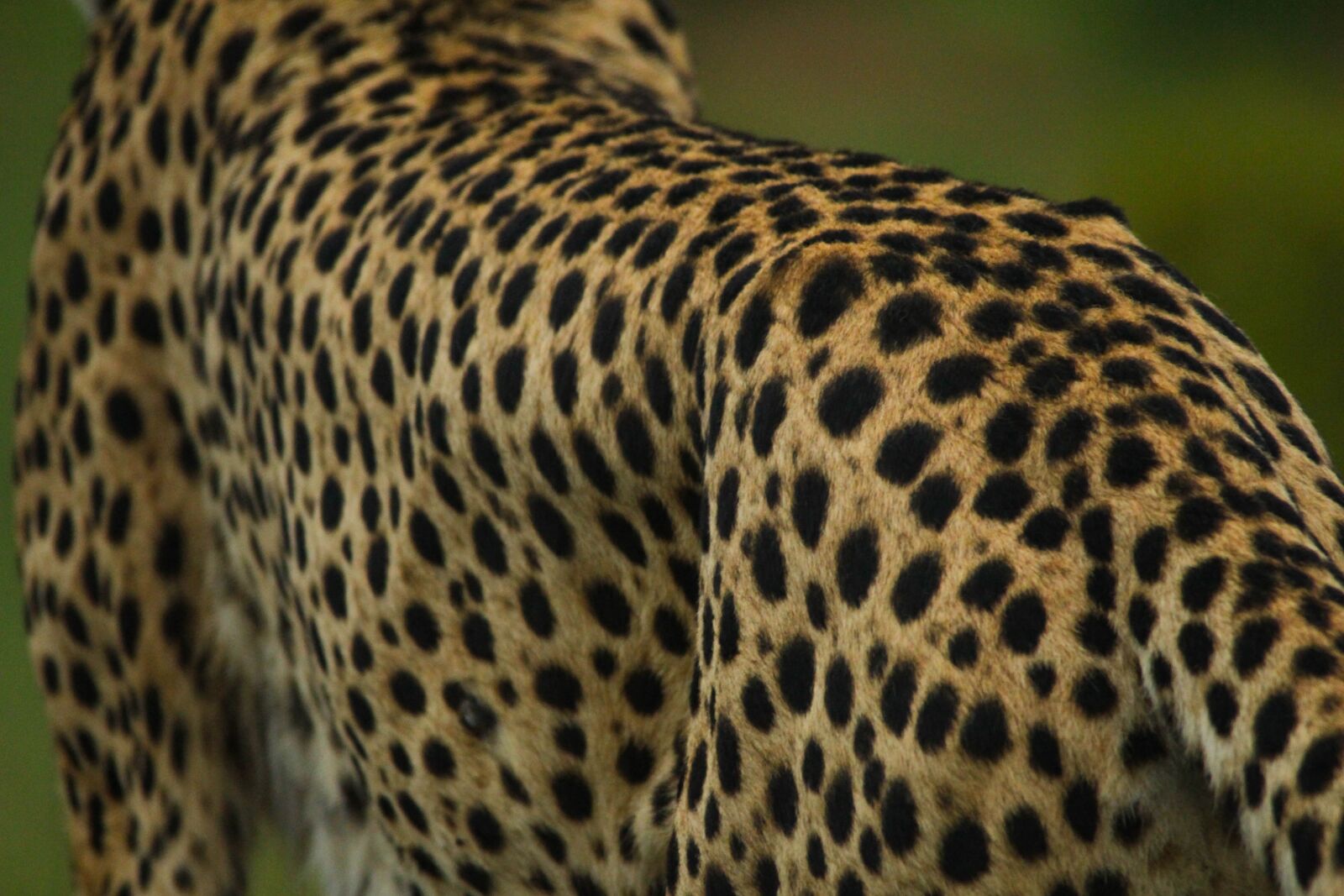 Canon EOS 100D (EOS Rebel SL1 / EOS Kiss X7) sample photo. Cheetah, spots, up close photography