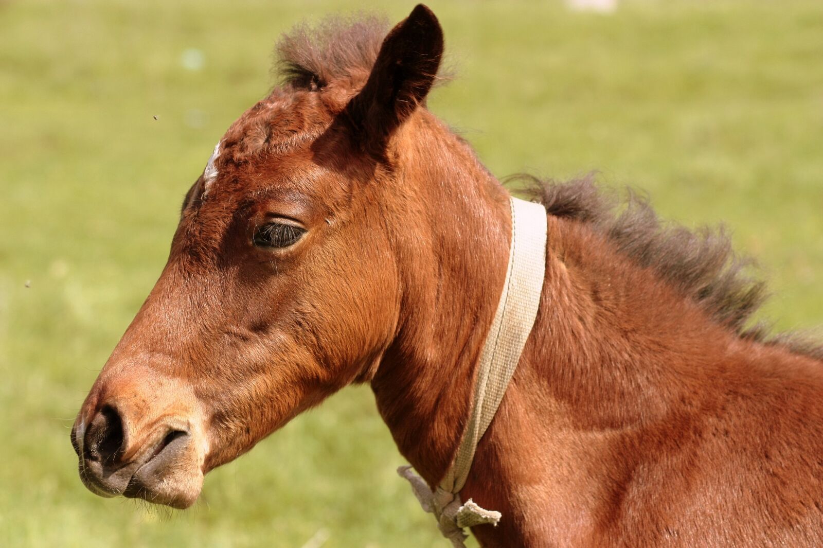Canon EOS 450D (EOS Rebel XSi / EOS Kiss X2) sample photo. Horse, brown, equine photography