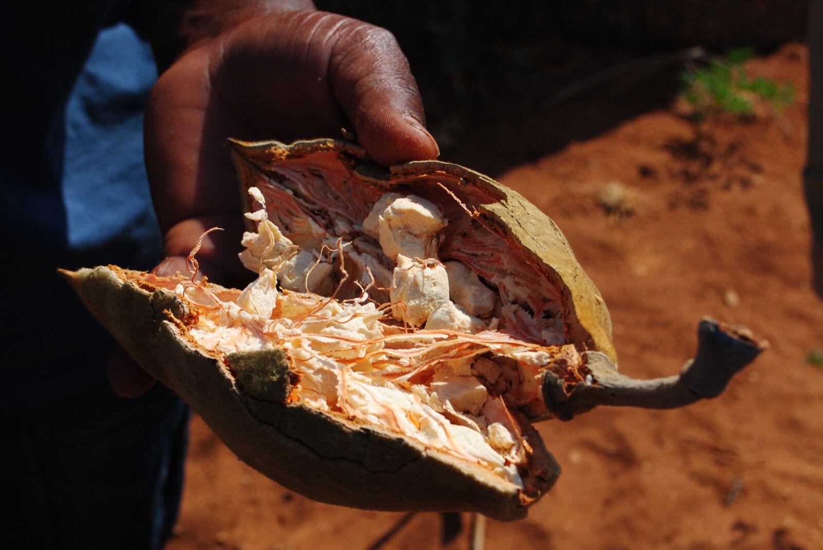 Nikon D3000 sample photo. Baobab, fruit, baobab fruit photography