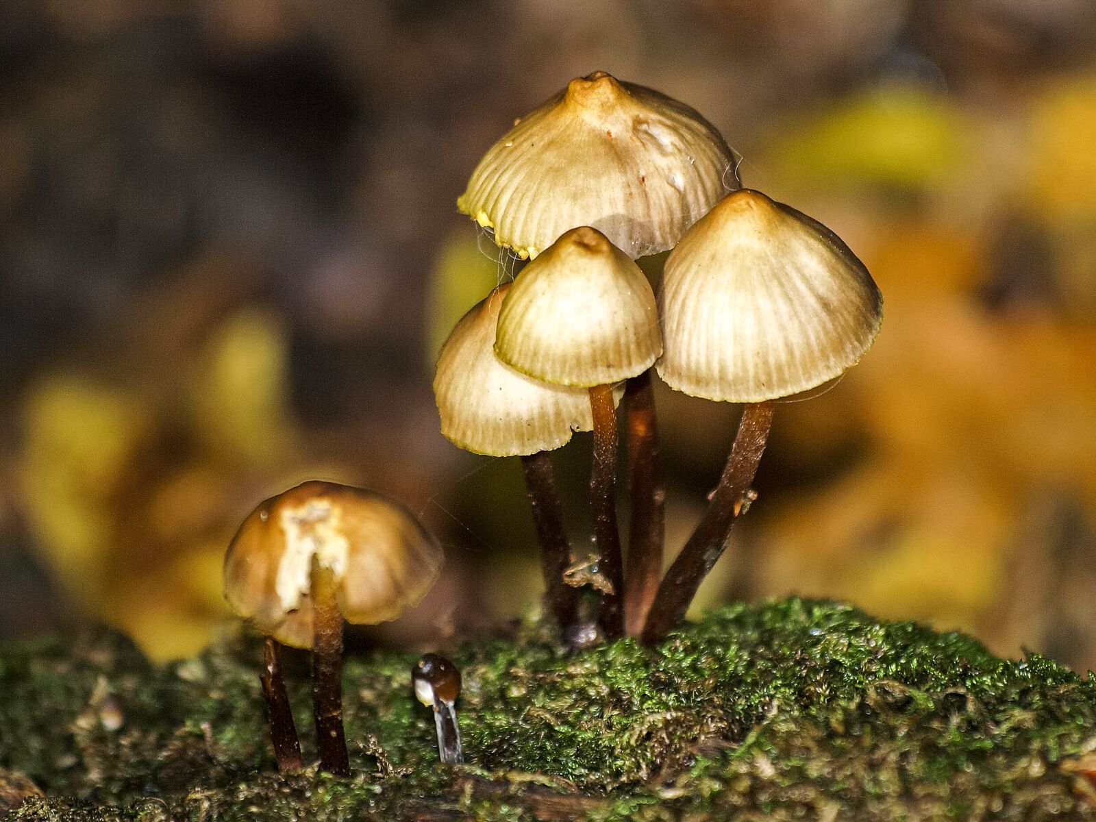 Olympus E-3 sample photo. Mushroom, forest, autumn photography
