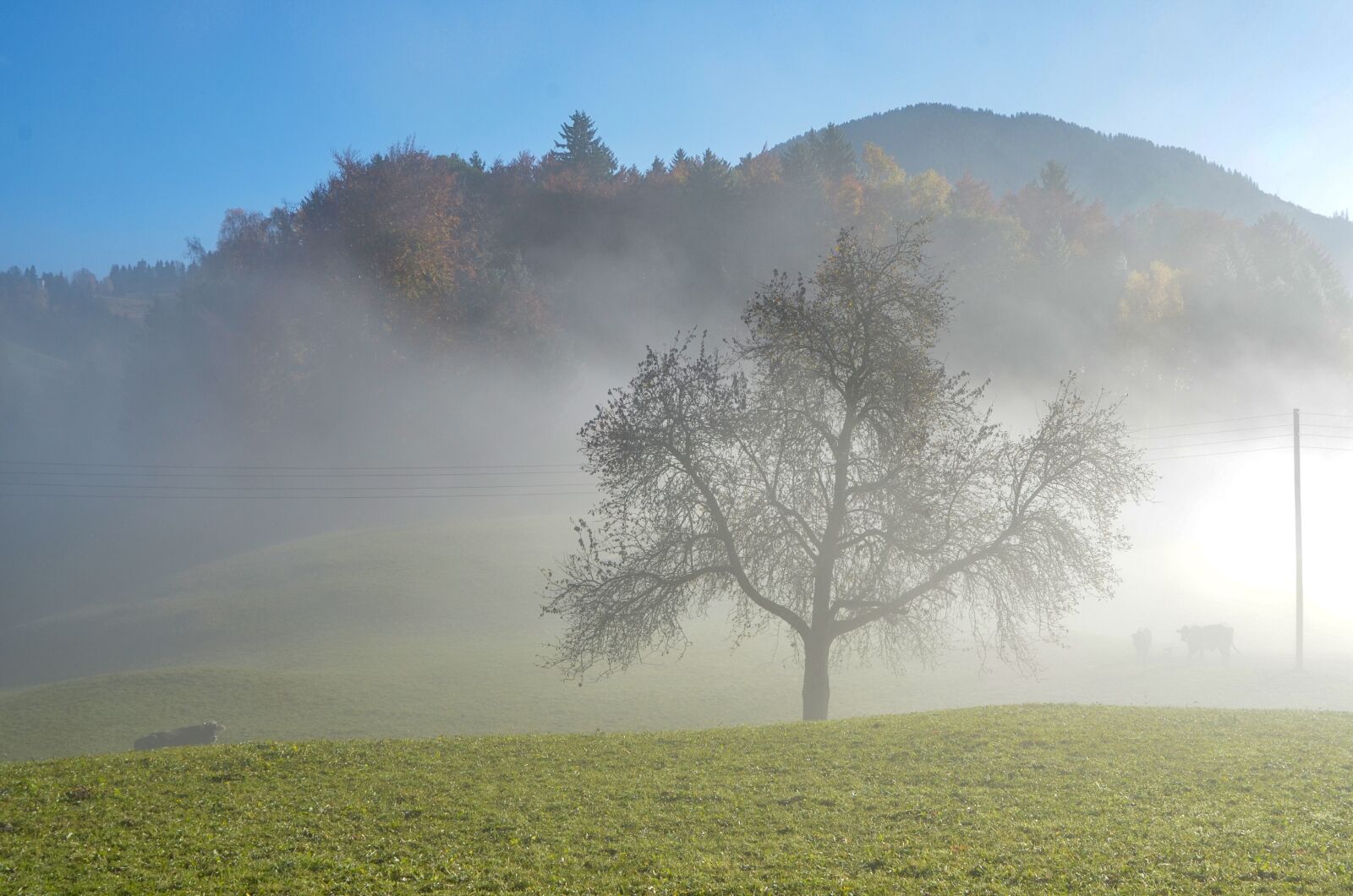 Nikon D7000 sample photo. Fog, tree, landscape photography