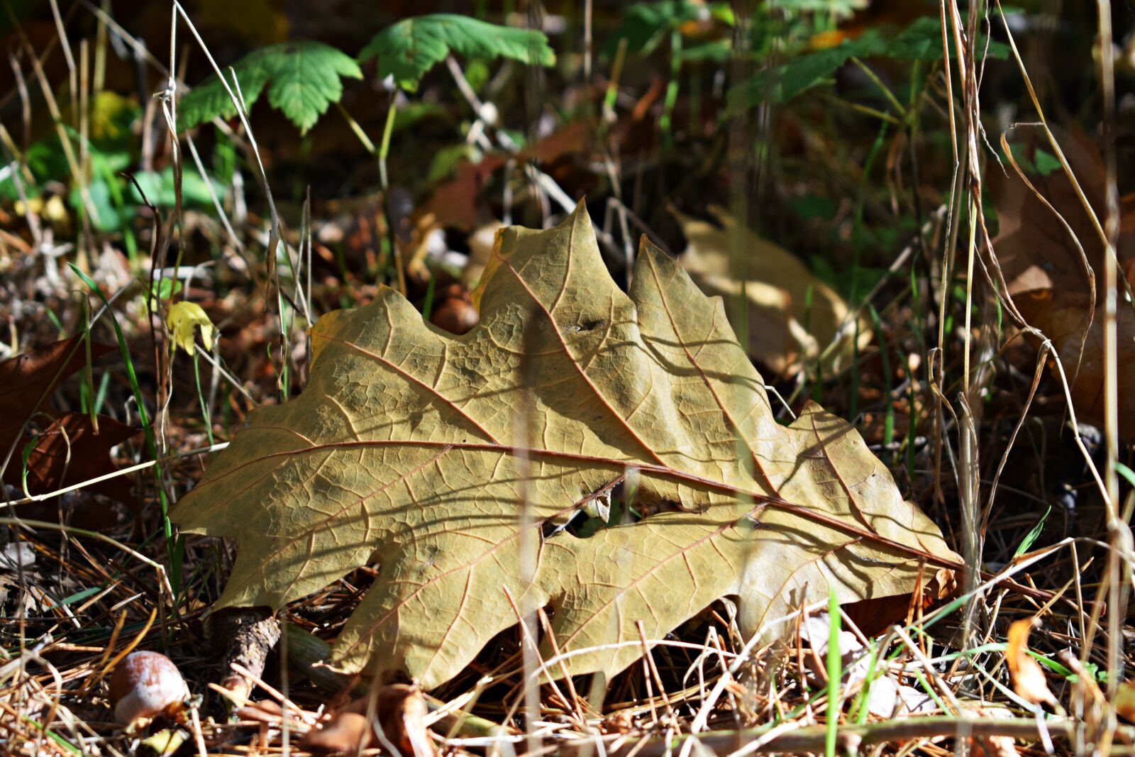 Nikon D3300 sample photo. Autumn, leaf, nature photography