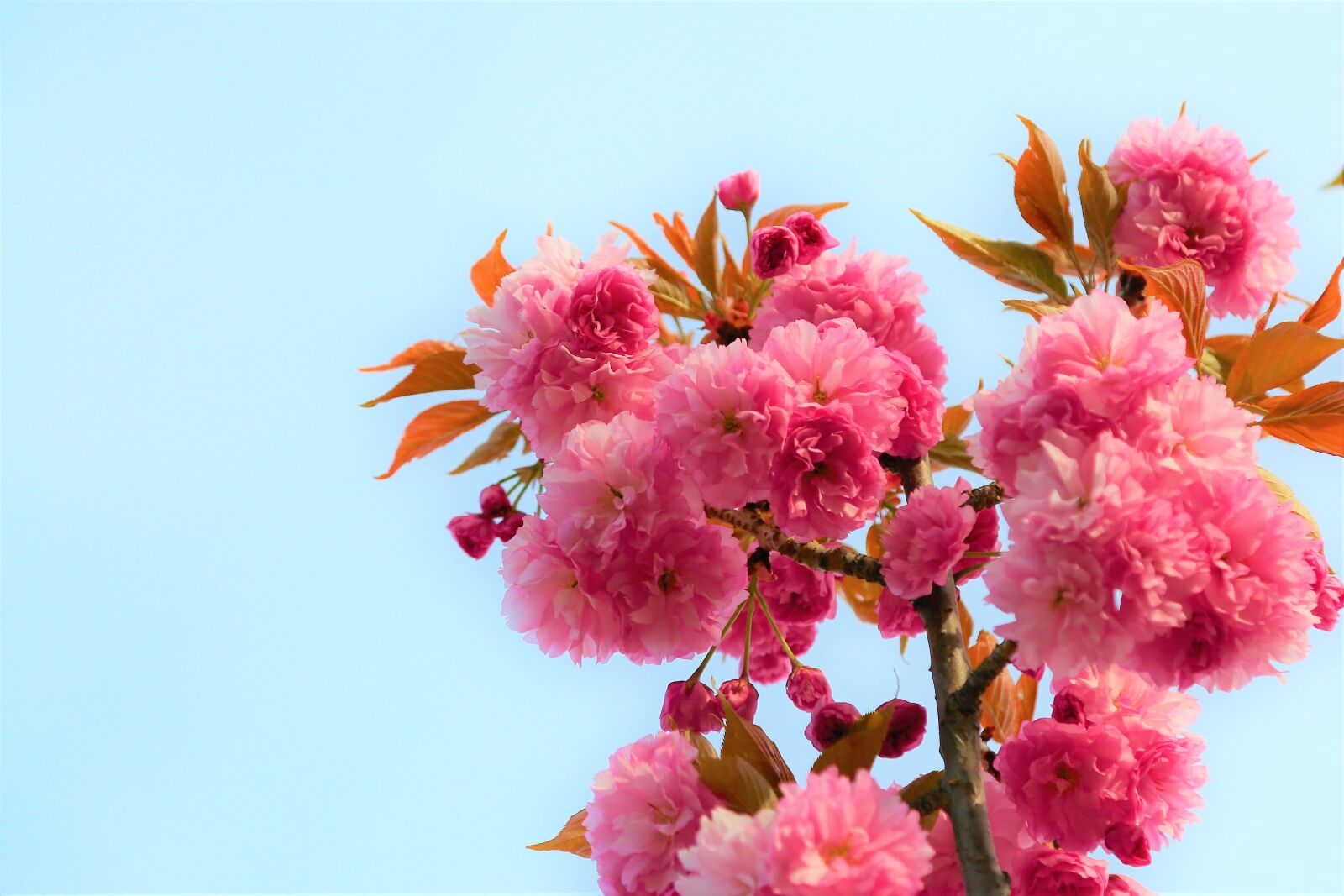 Canon EOS 5D Mark III sample photo. Flower, nature, spring photography